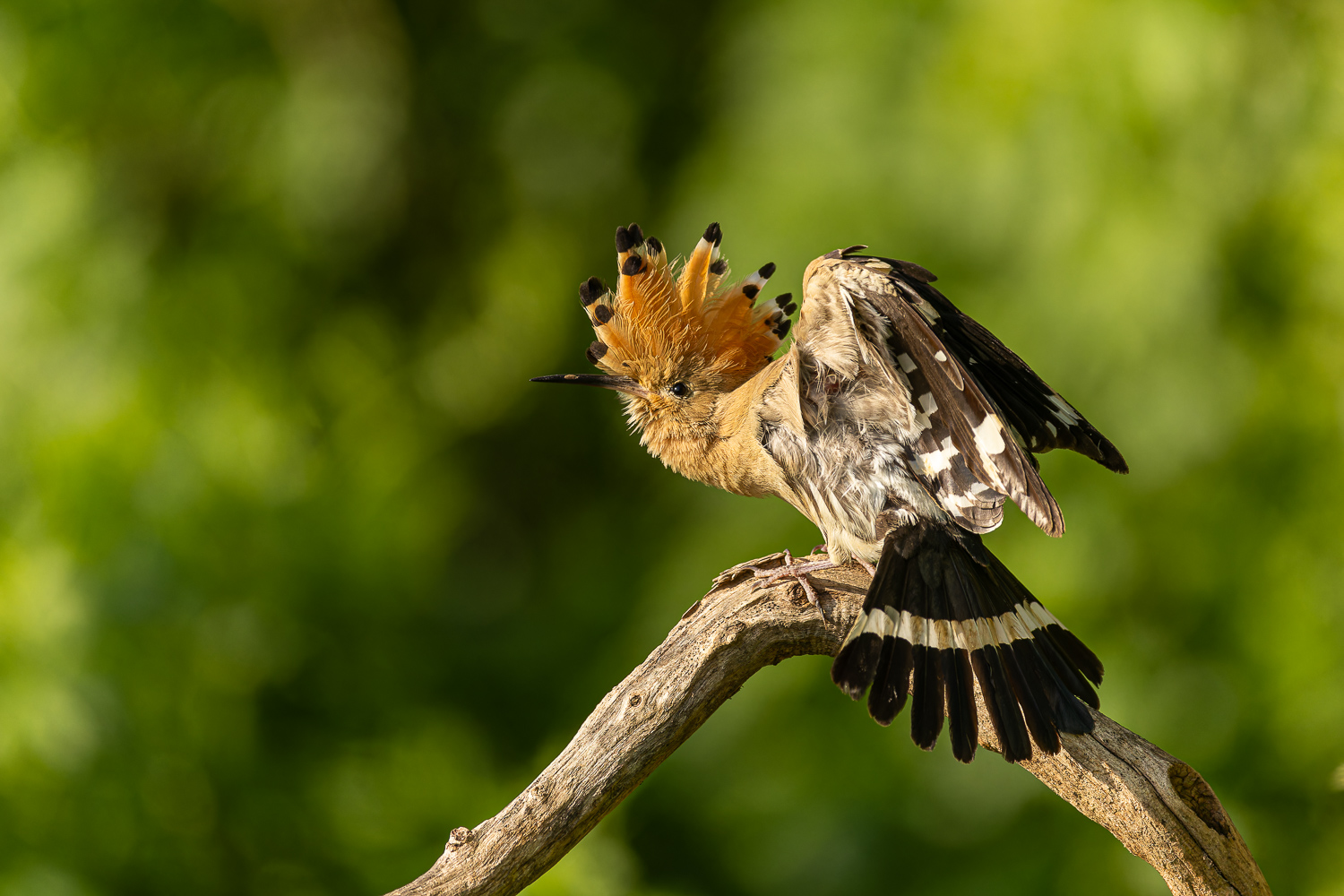 Schräger Vogel