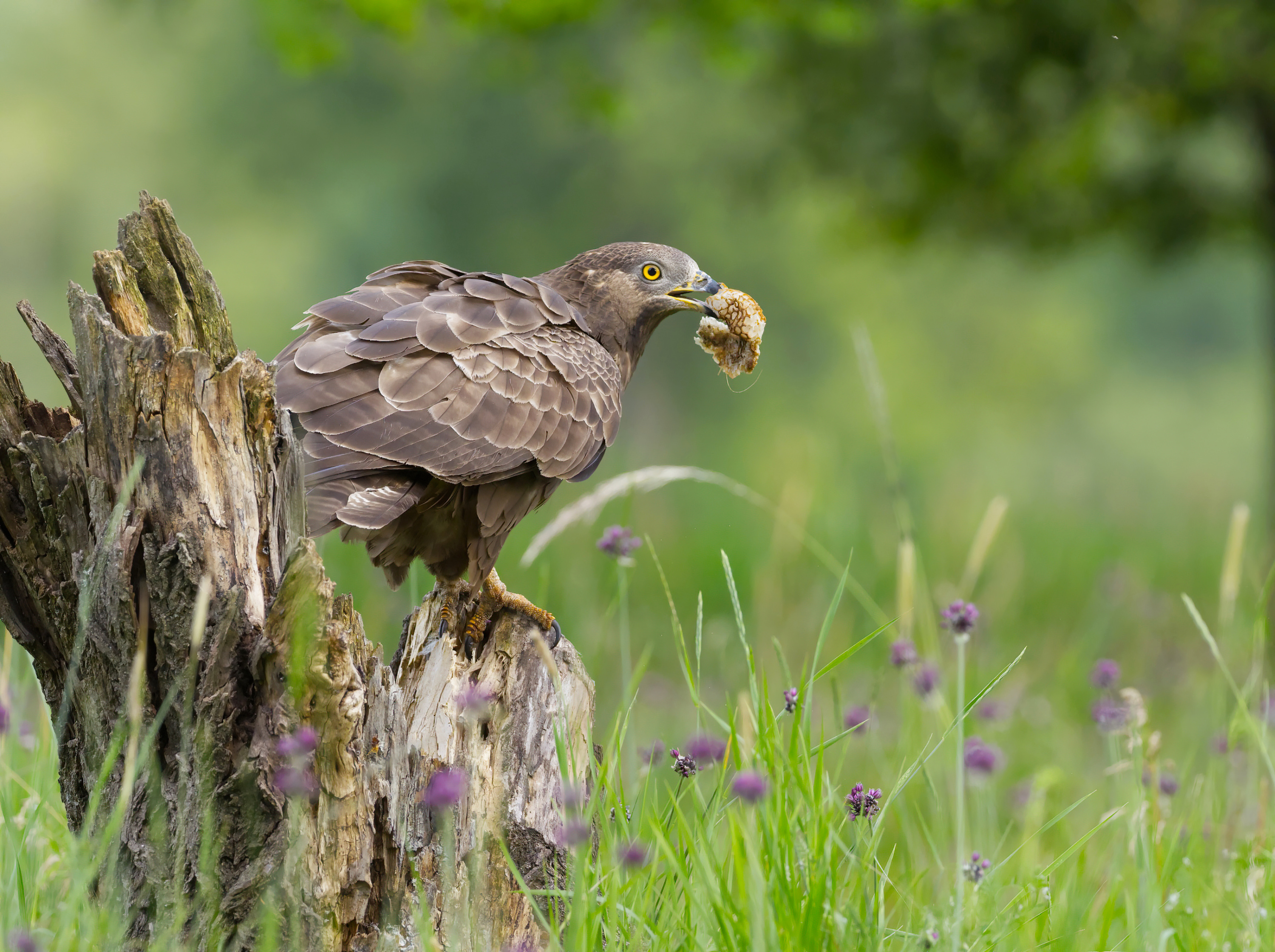Wespenbussard, erfolgreich mit Wabe