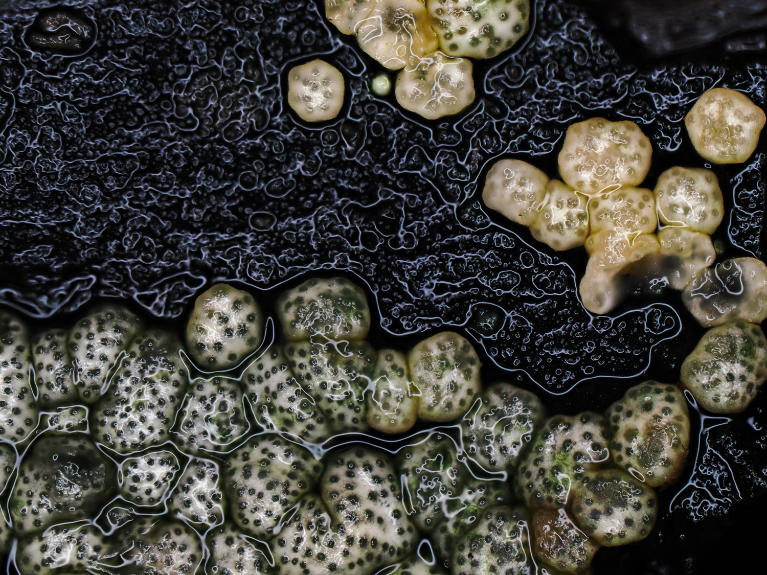 Gelatinöser kugelpustelpilz, hypocrea gelatinosa