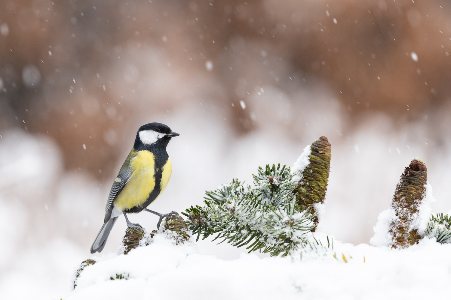 Darf es auch mal eine Meise sein