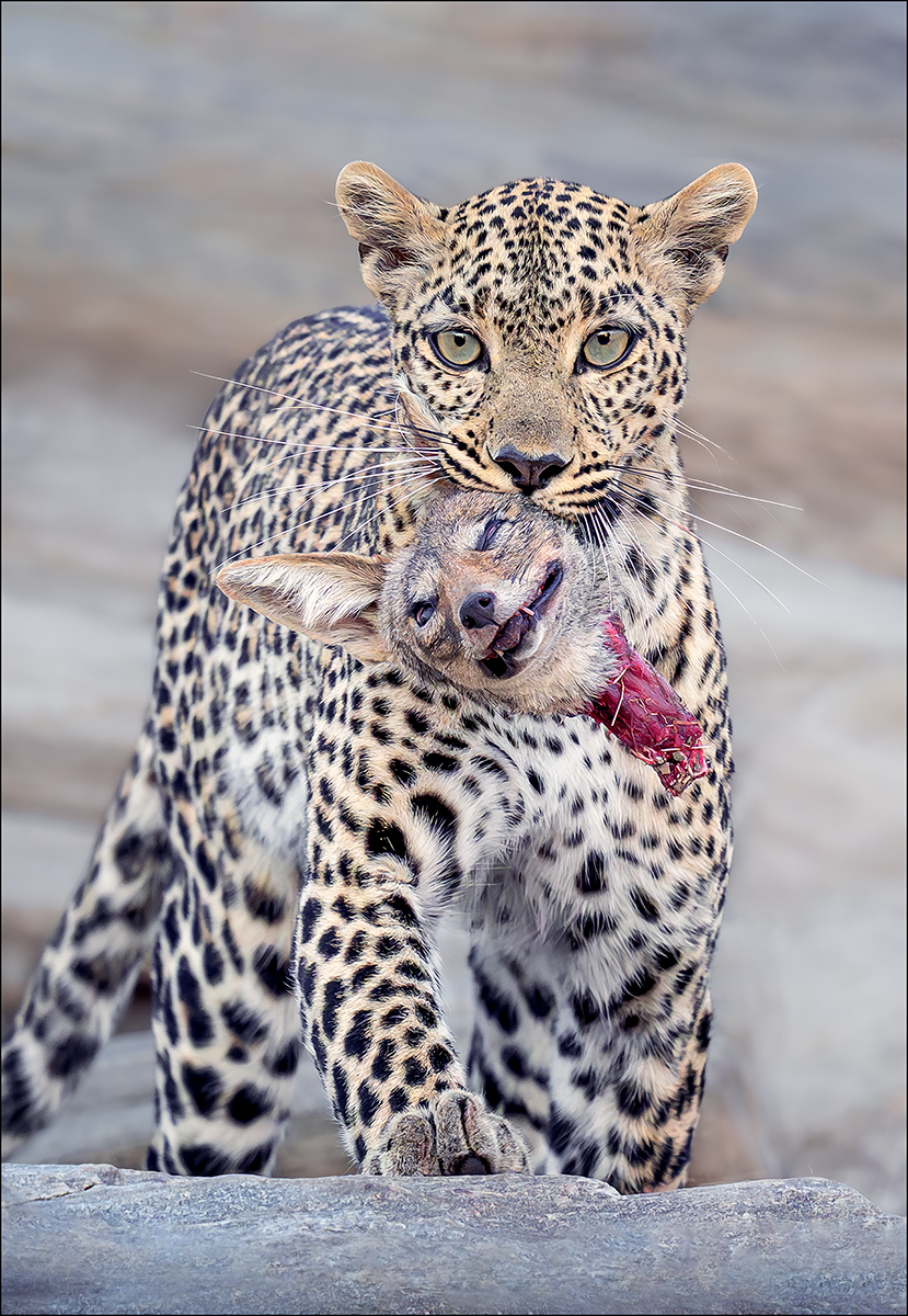 Leopard und Schakal