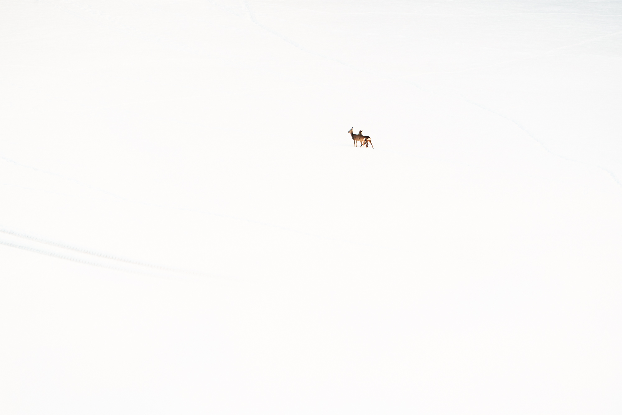 high key Allgäuer Rehwild