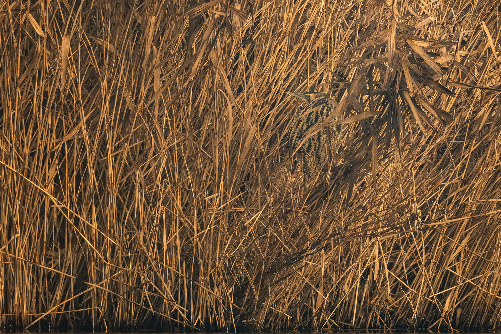 Camouflage