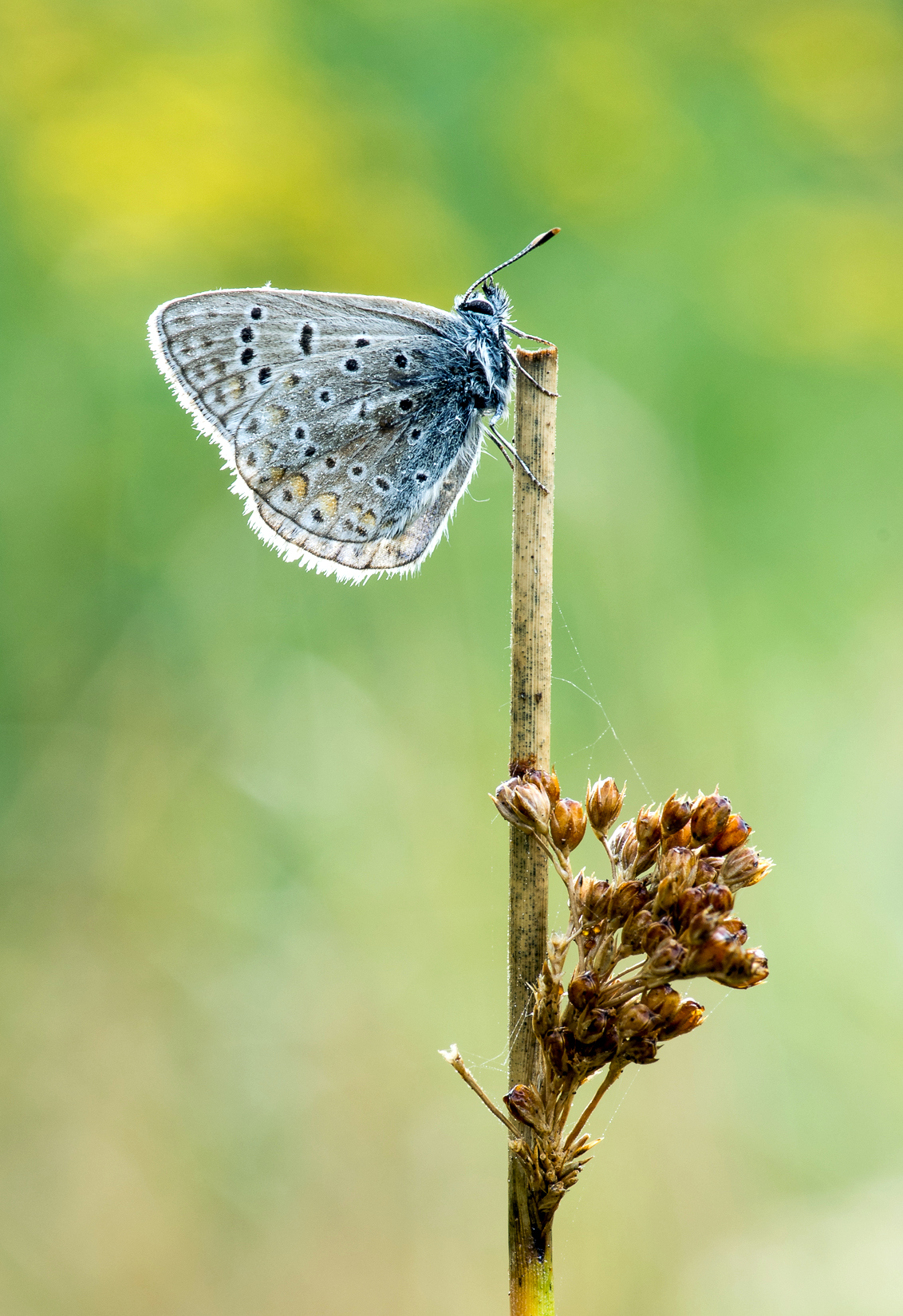 Thymian Ameisenbläuling