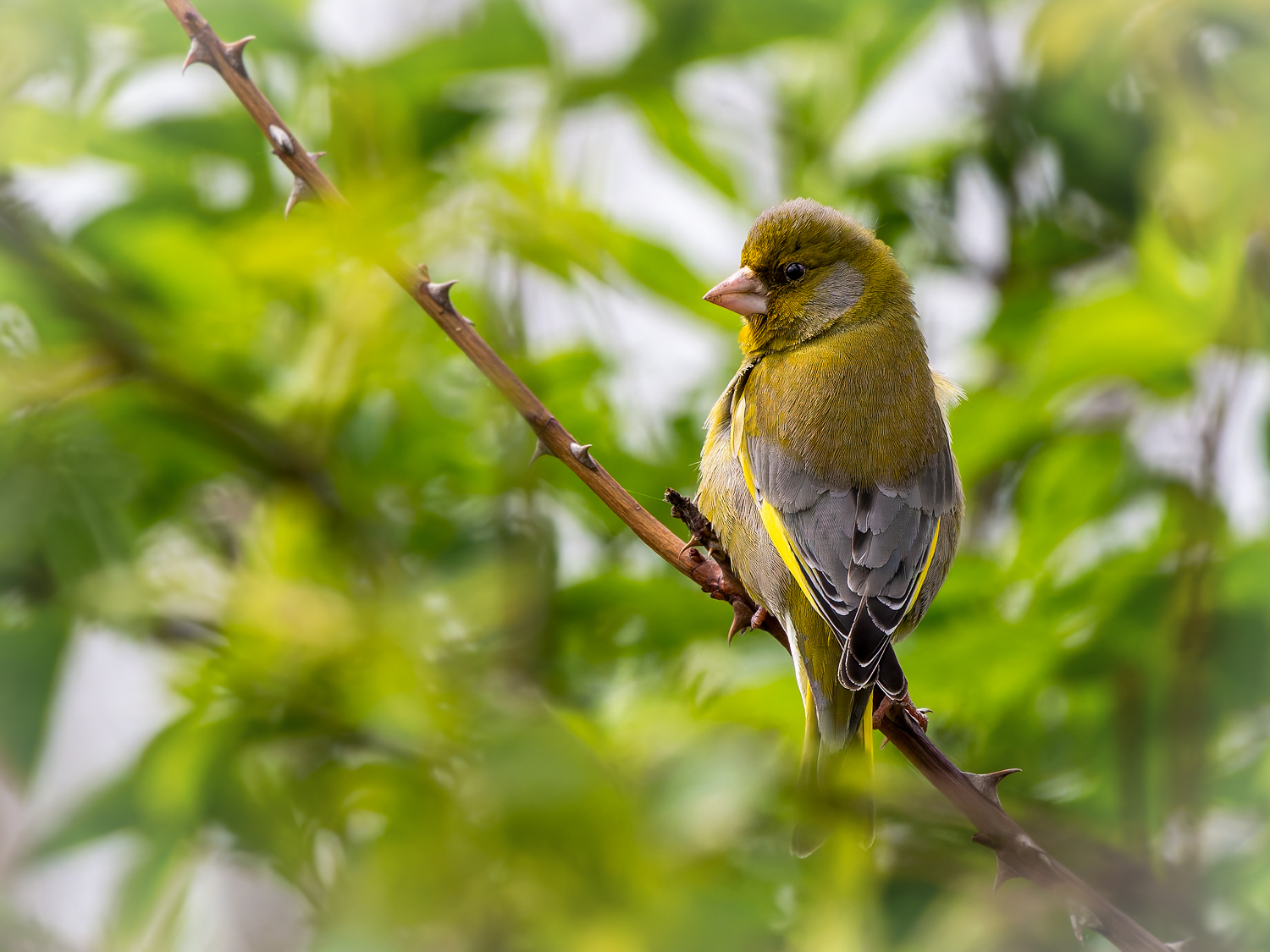 Vogelzählung: Wieder weniger Singvögel ! Grünfinken besonders betroffen.