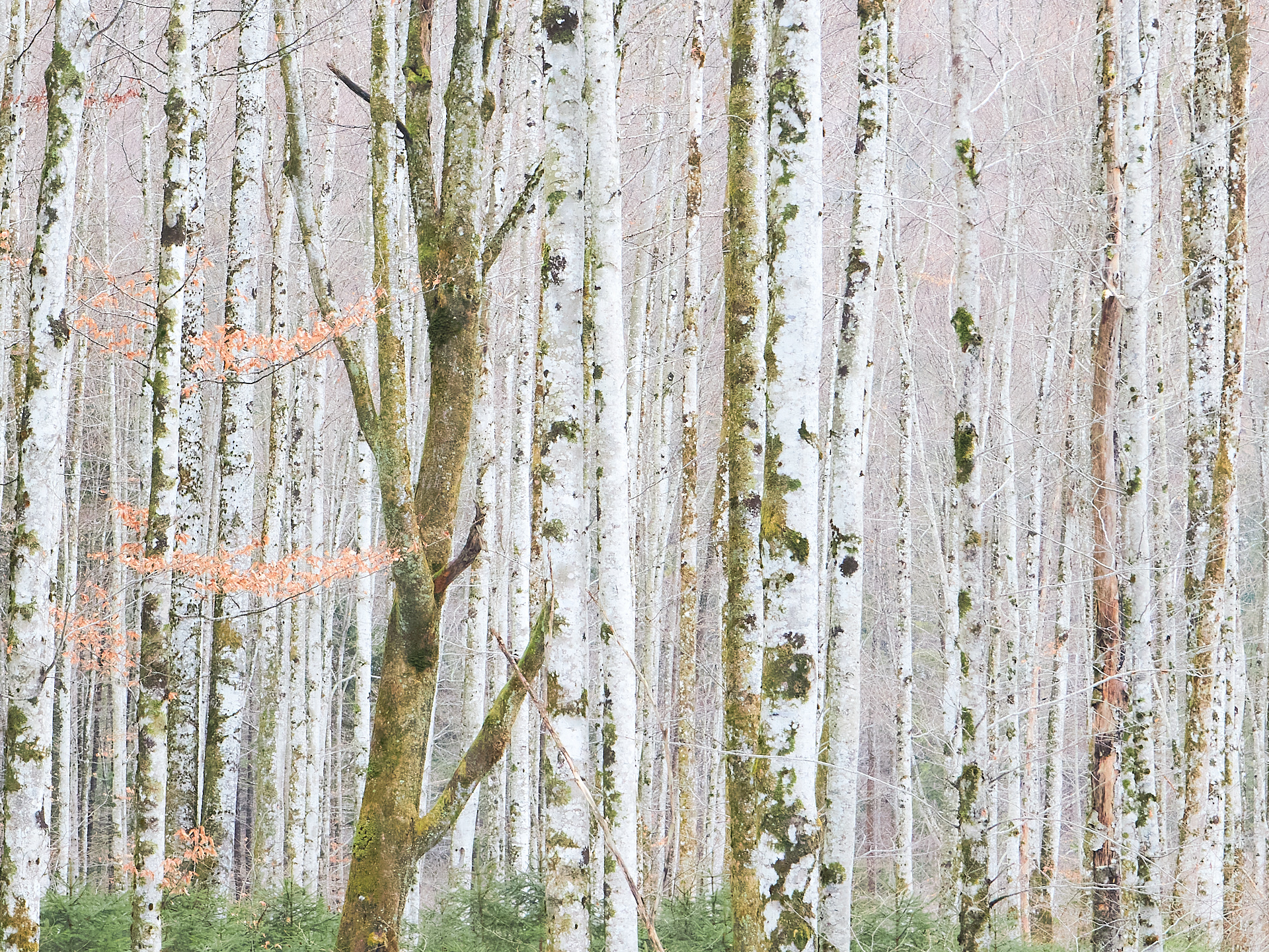 Winterwald
