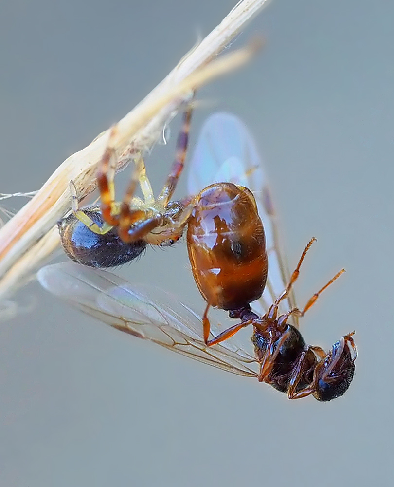 Sehr grosse Beute...