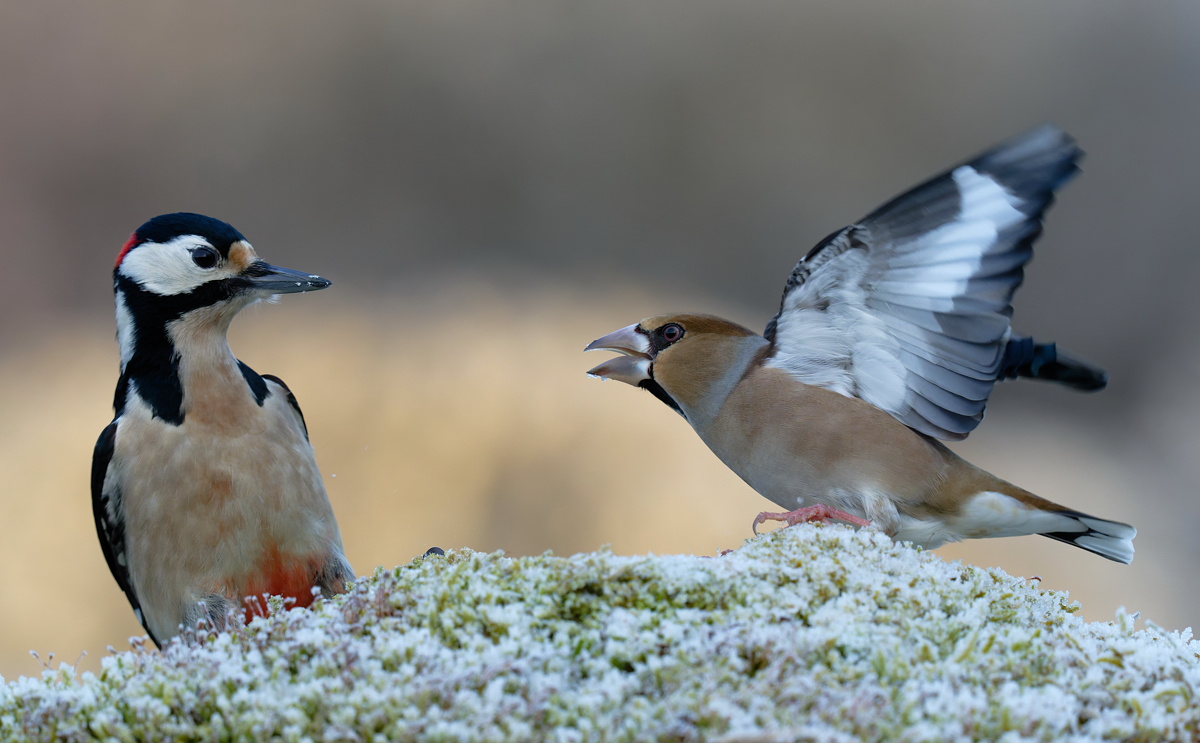 Buntspecht und Kernbeißer...