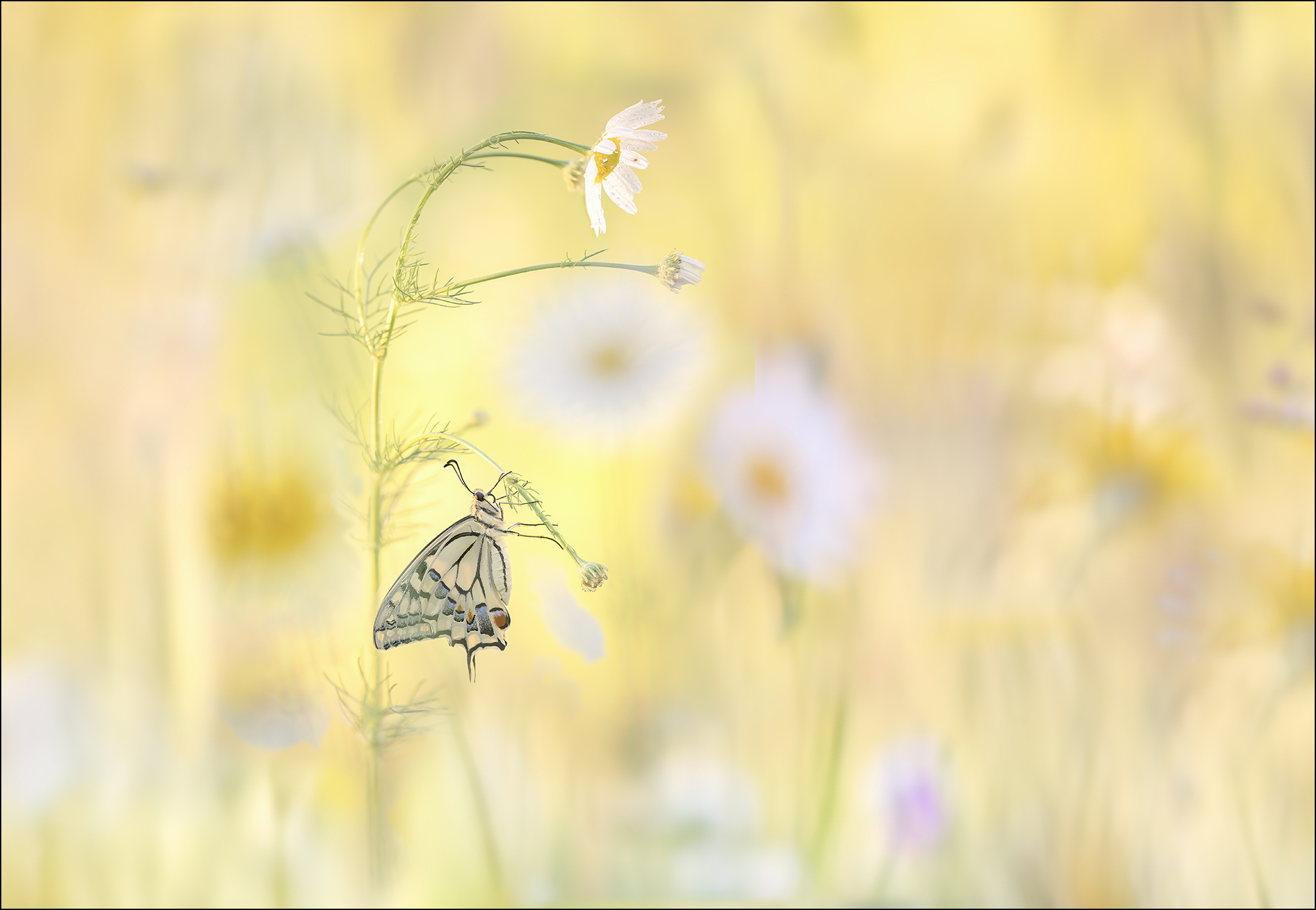 Mitten in der Wiese