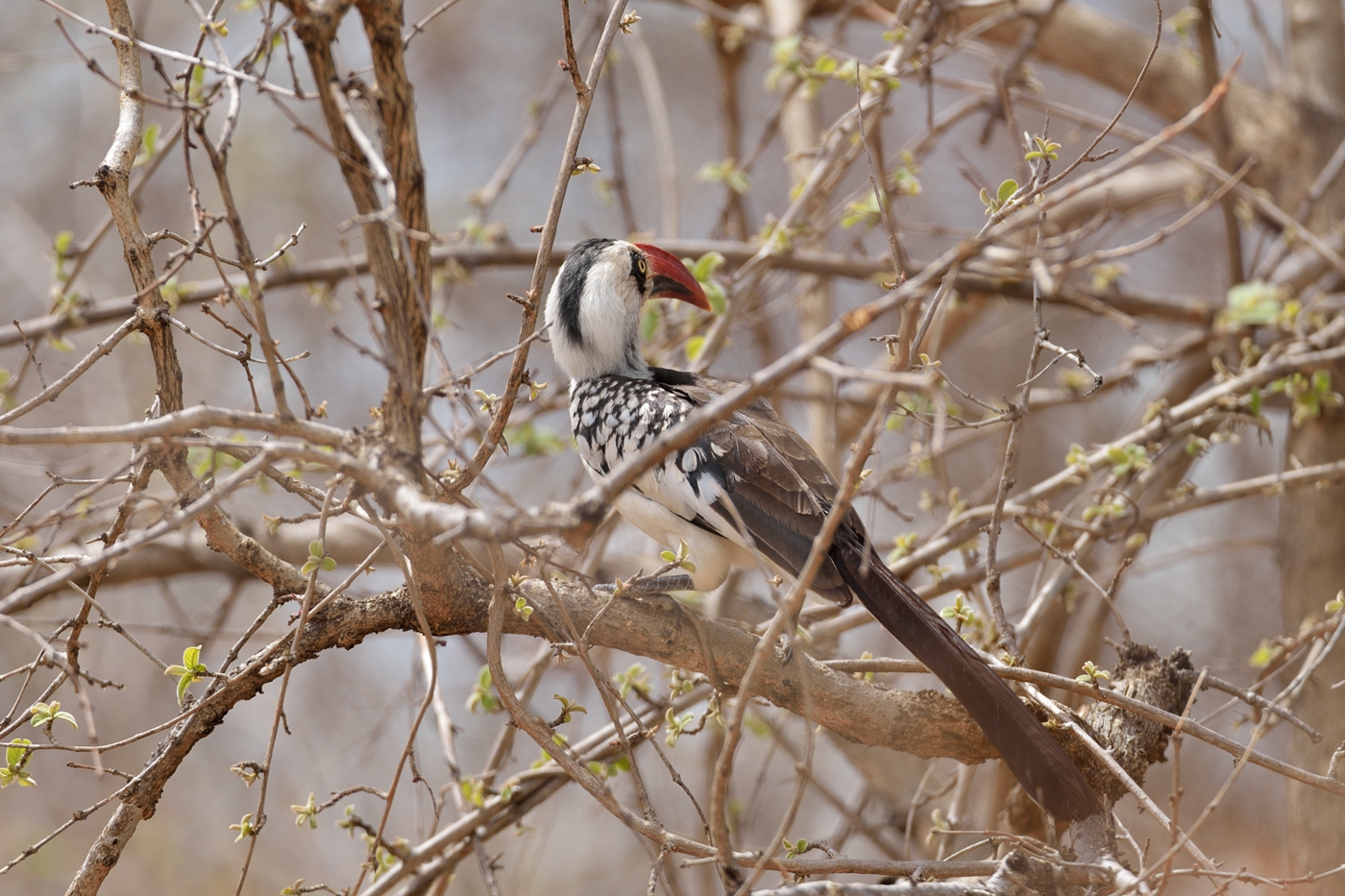 Nördlicher Rotschnabeltoko  (Savannentoko)