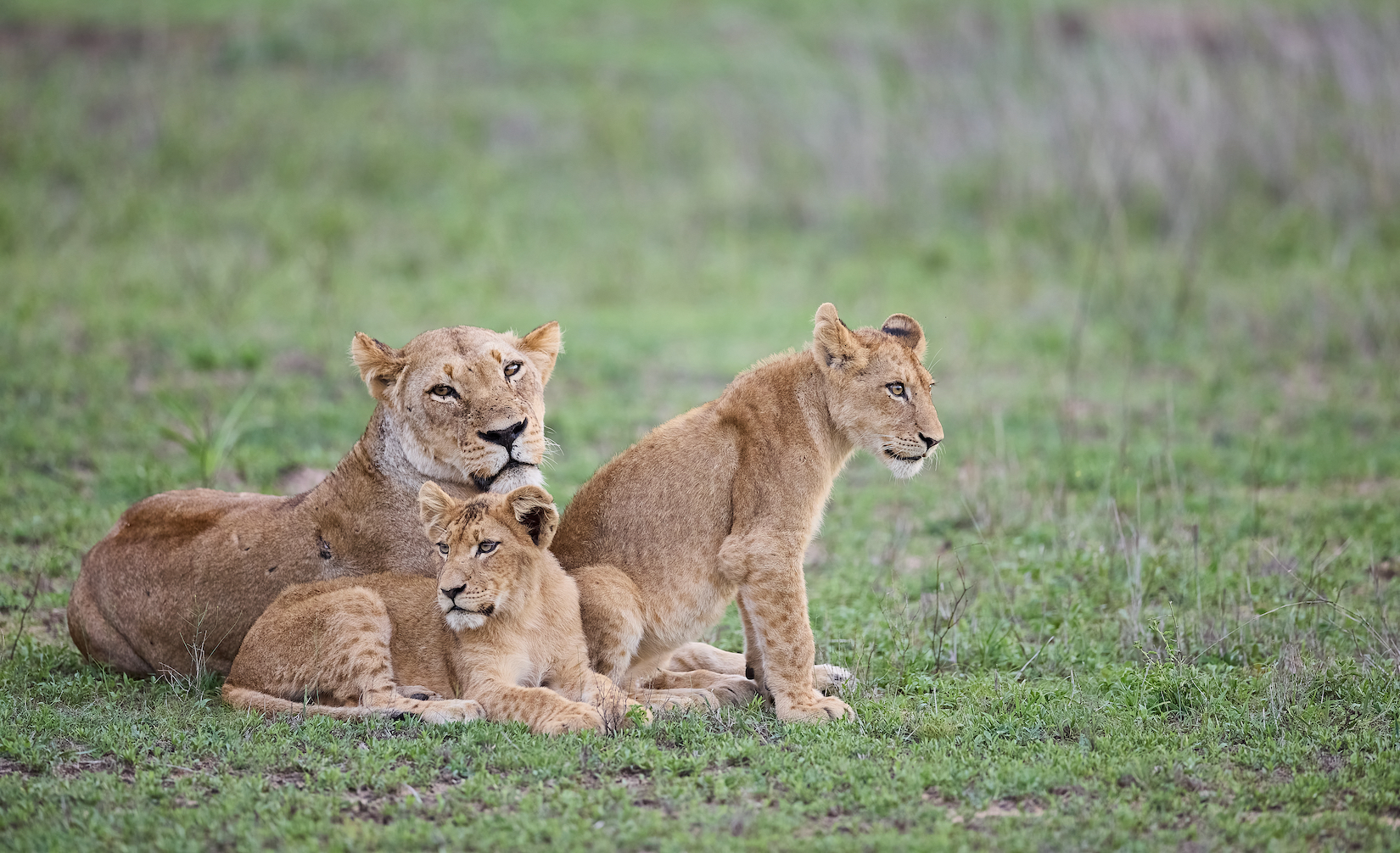 Divergierende Fokuspunkte