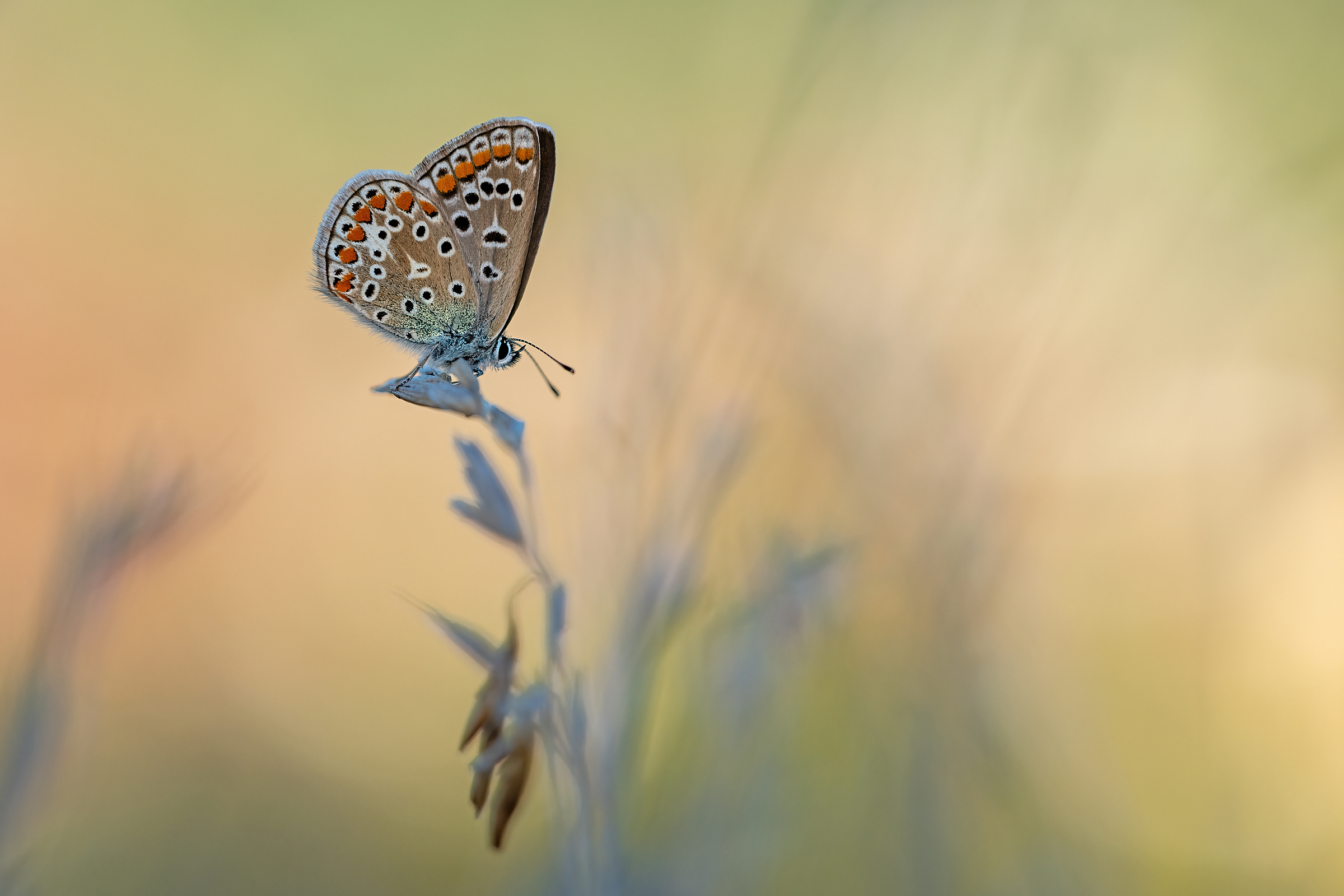 Falterfinale im Spätsommer