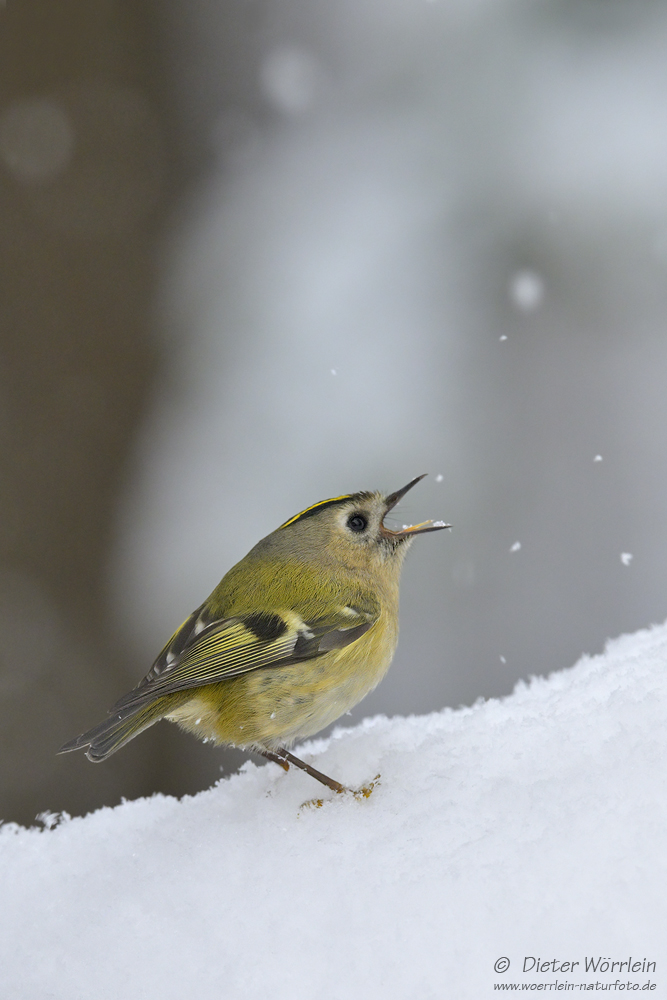 Noch ein Bild mit Schnee...