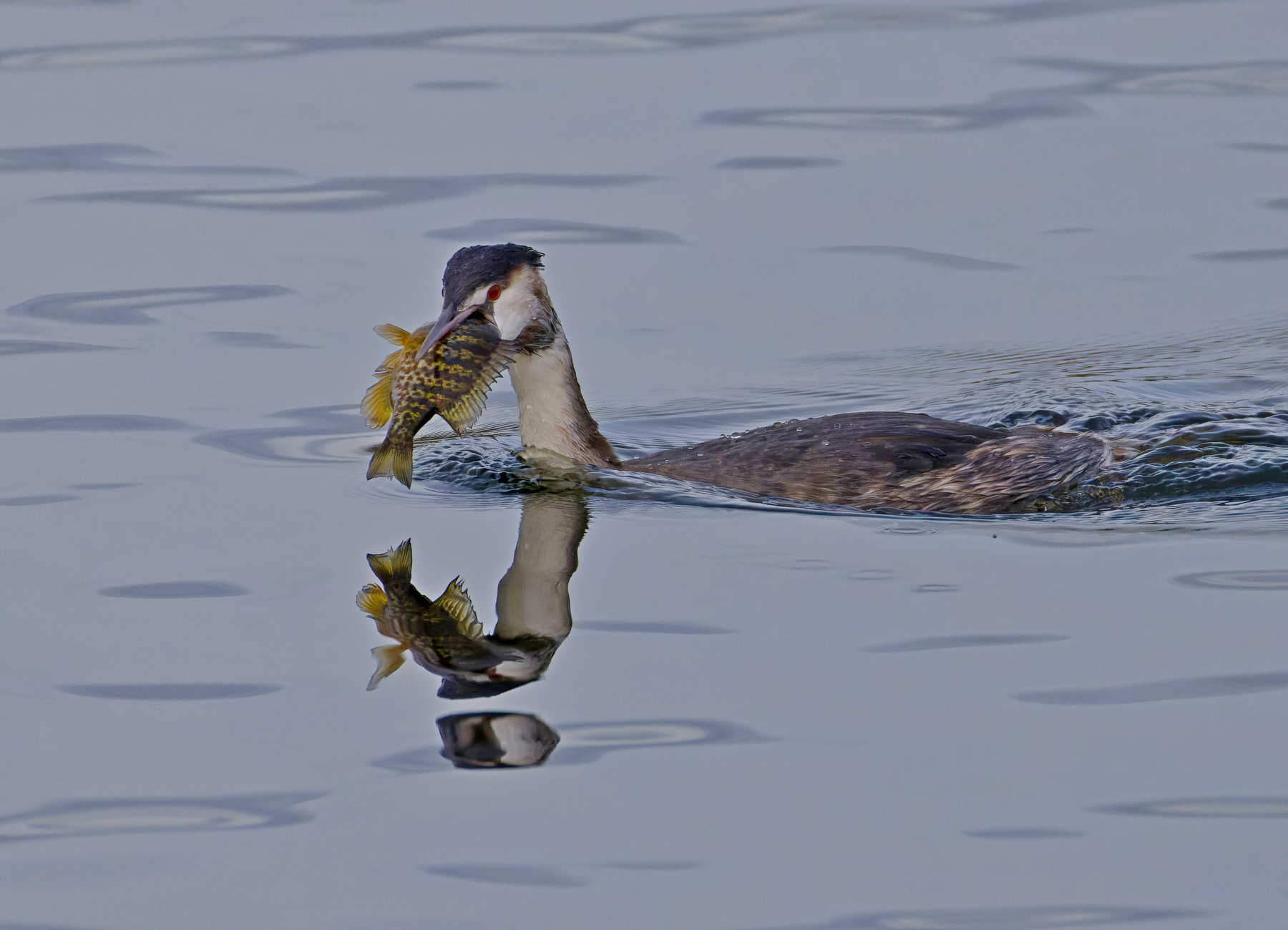 Eine unbekäme Beute