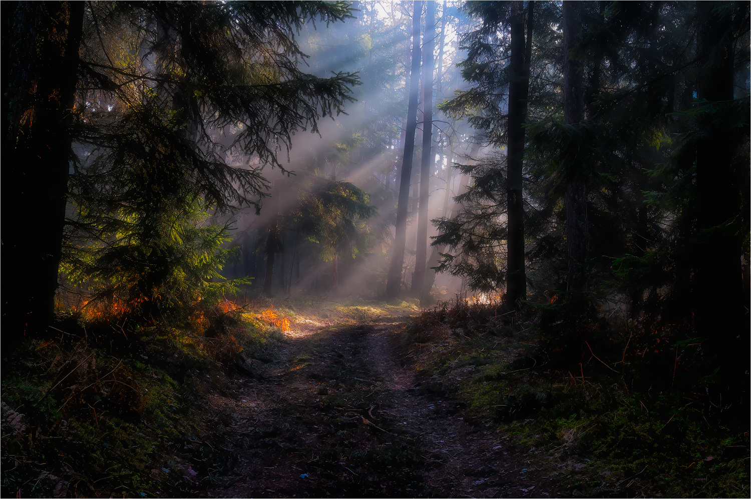 Sanftes Licht auf dem Waldweg ...