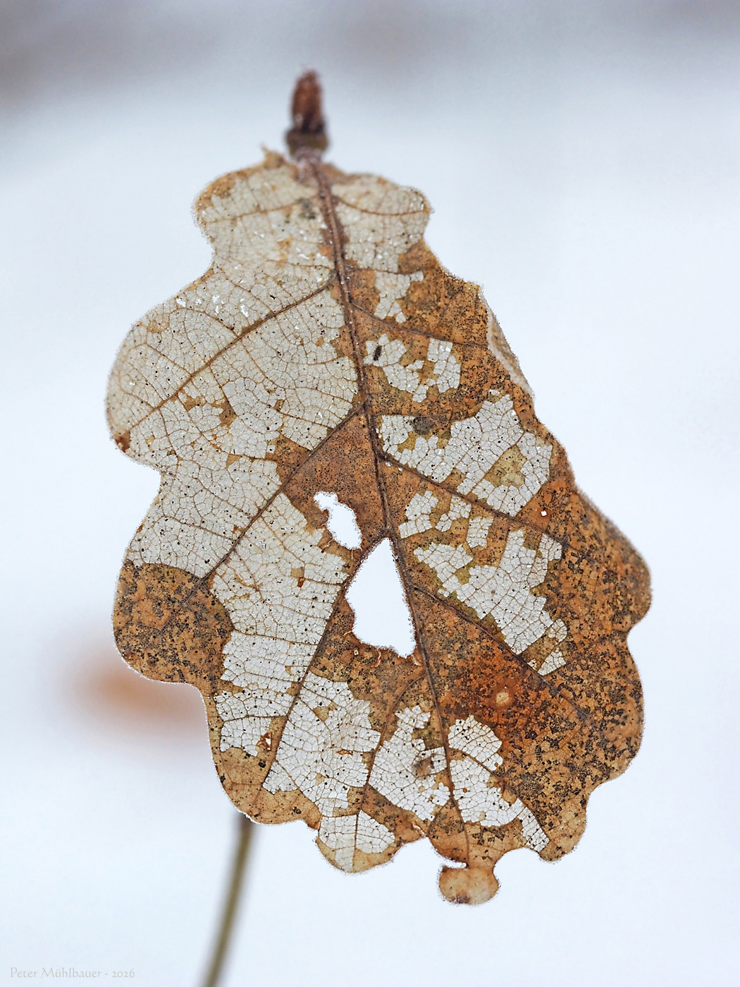 Baumstruktur im Winterblatt