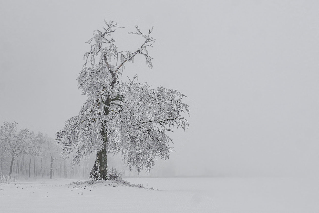 Alter Baum im Nebel