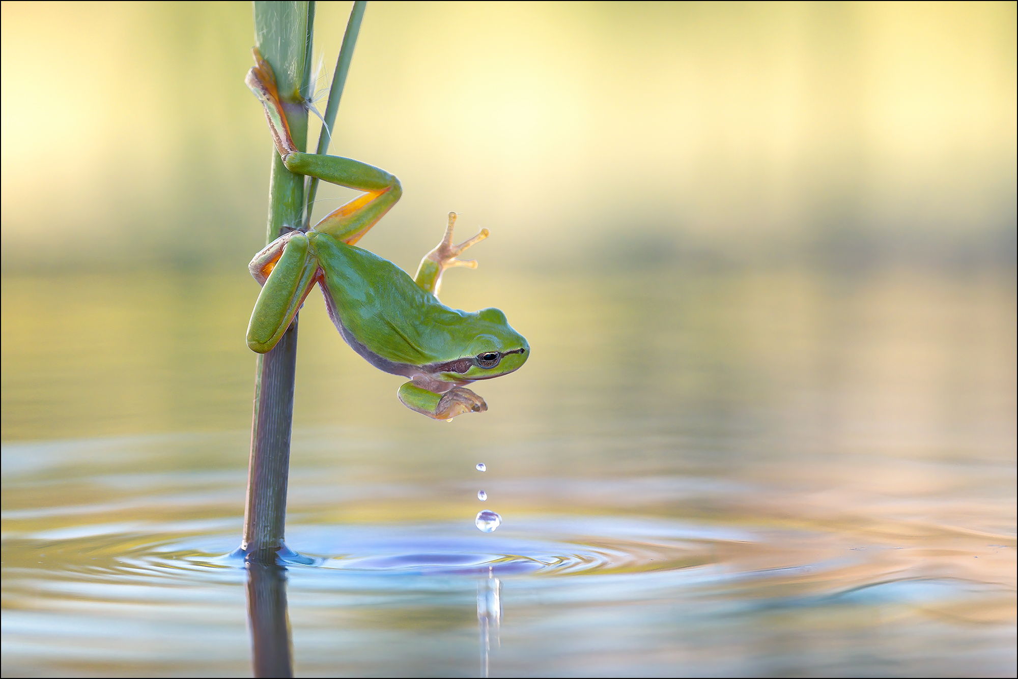 Wasserspiele