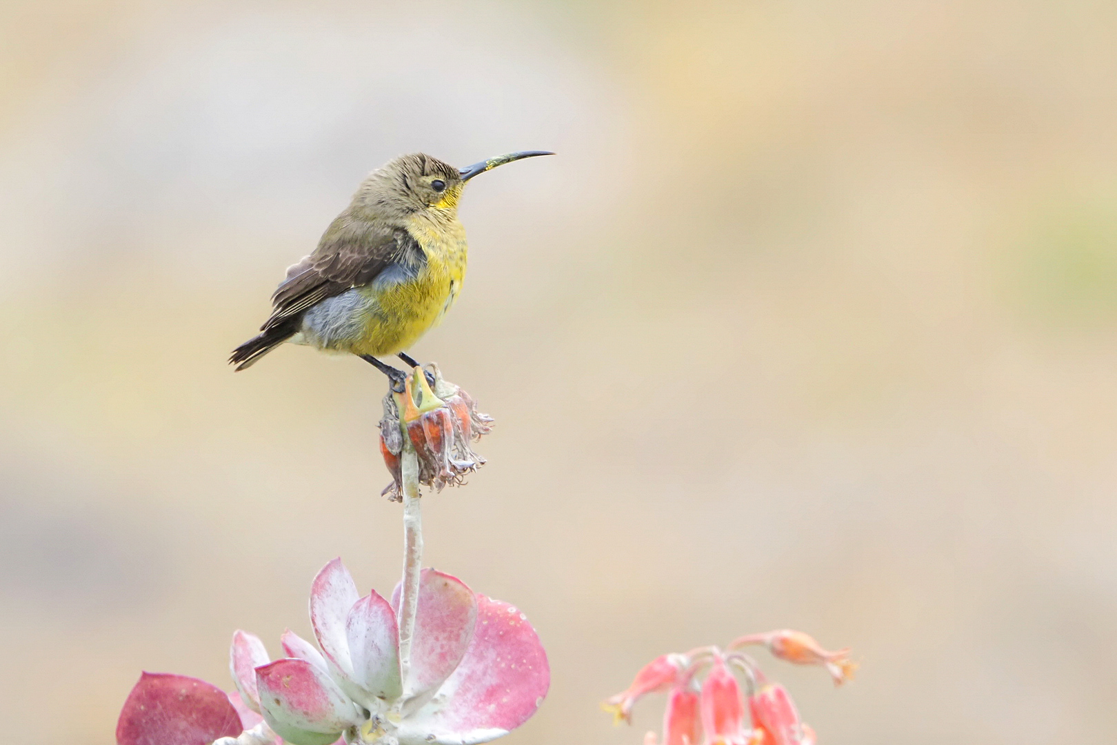 der Schnabel ist noch ganz nektarverschmiert