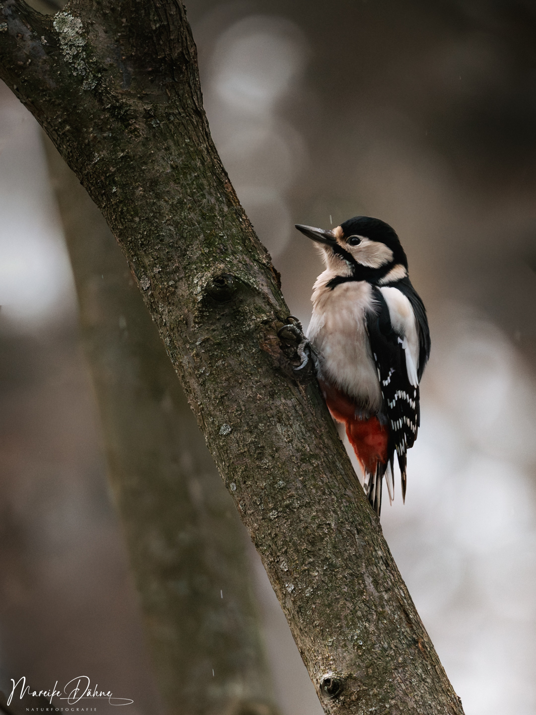 Baumeister des Waldes