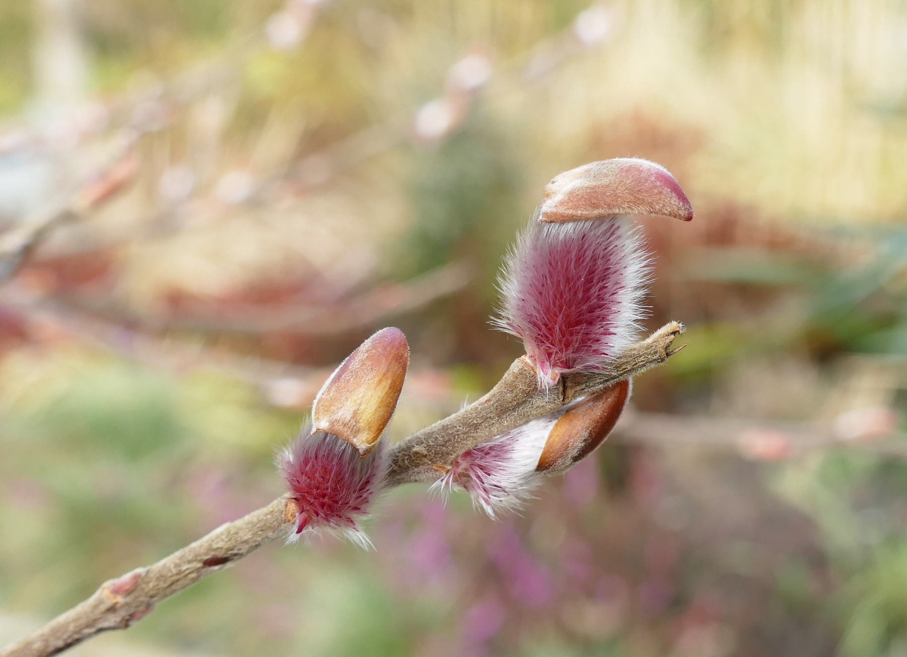 Frühling mit Mütze ...