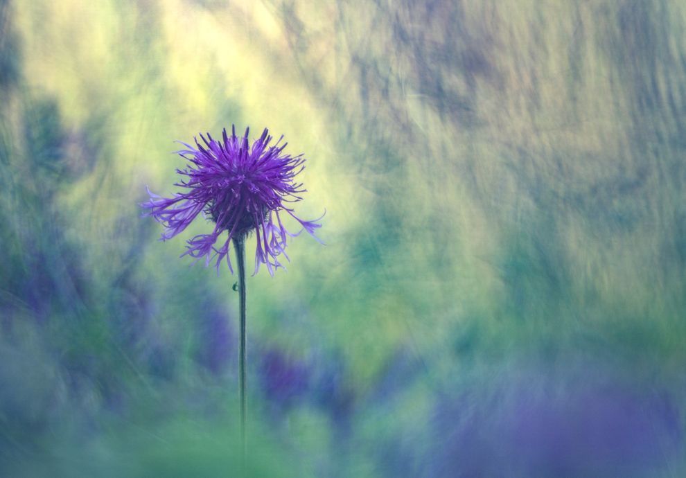 Flockenblume