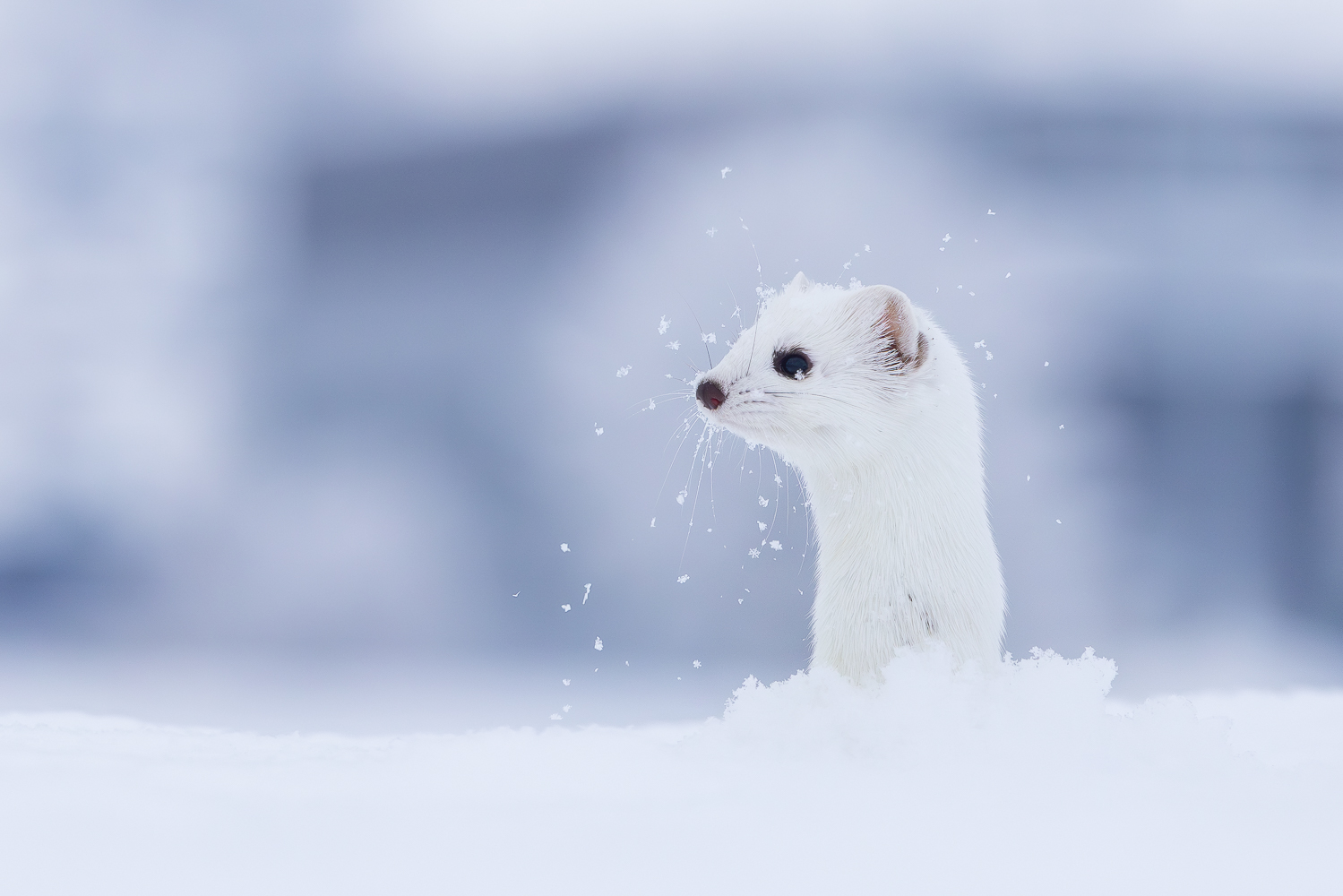 Schneeflöckchen