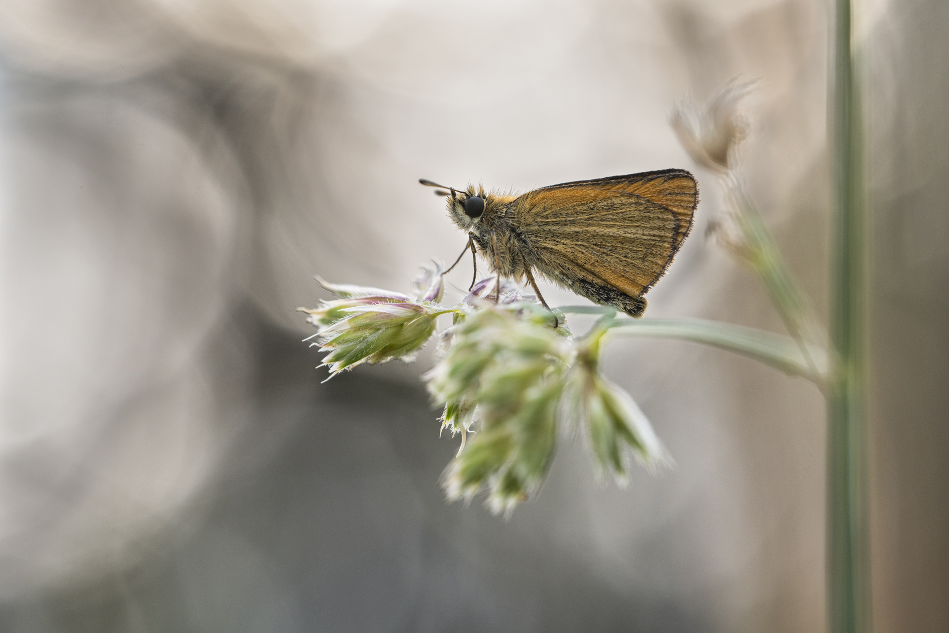 _____Dickkopffalter_______