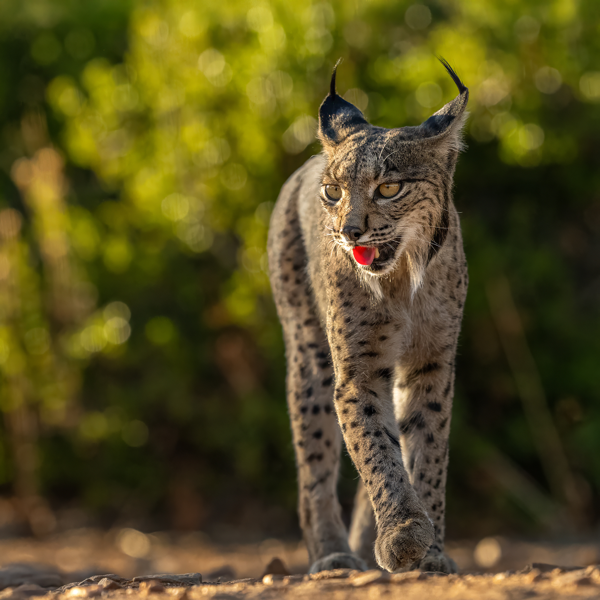 Catwalk