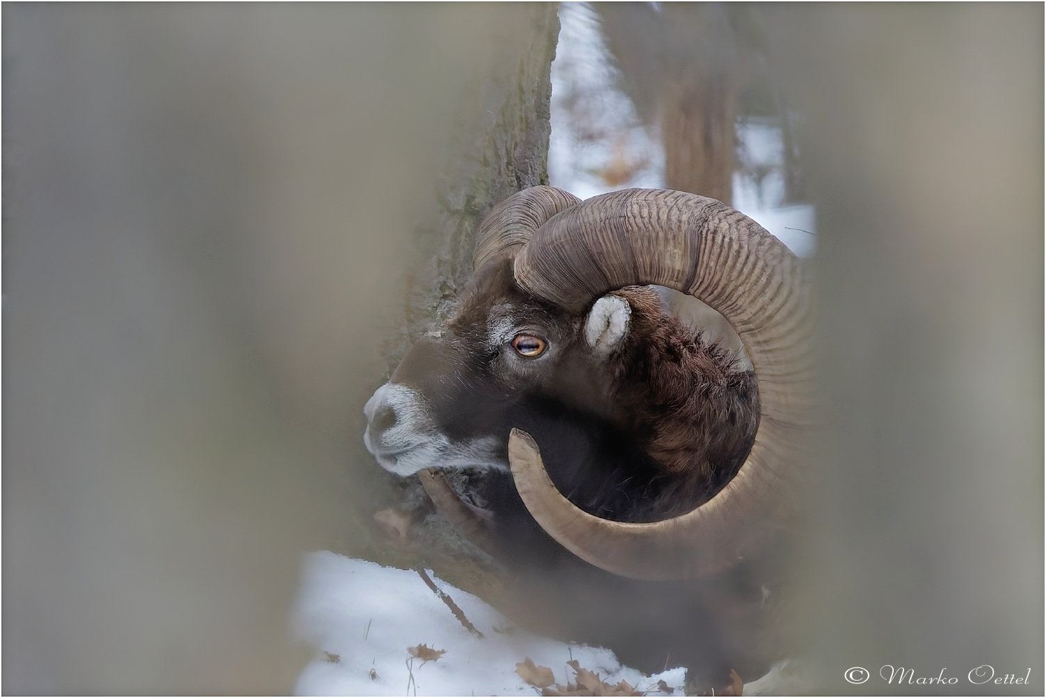 Europäische Mufflon (Ovis gmelini musimon)