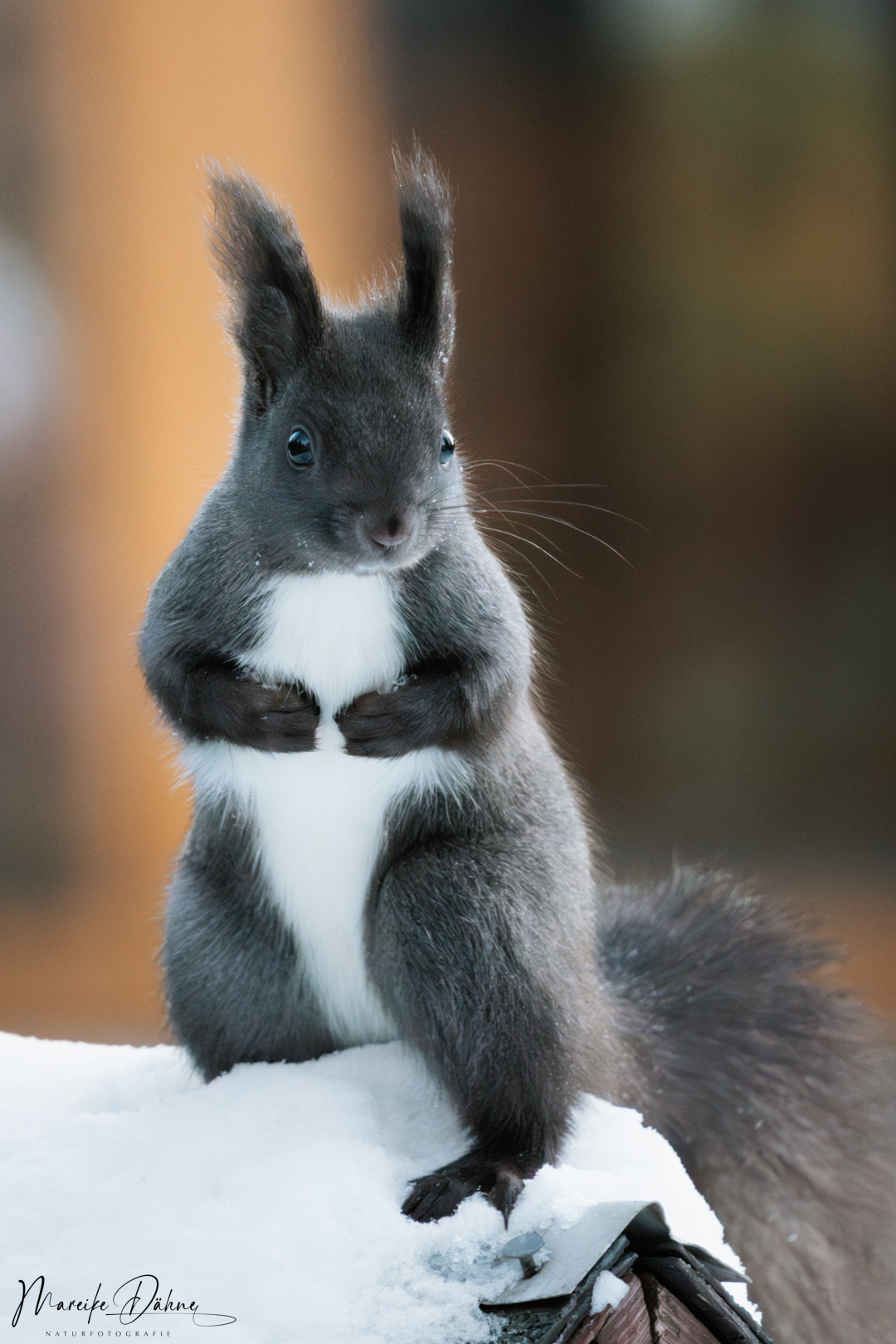 Winterhörnchen