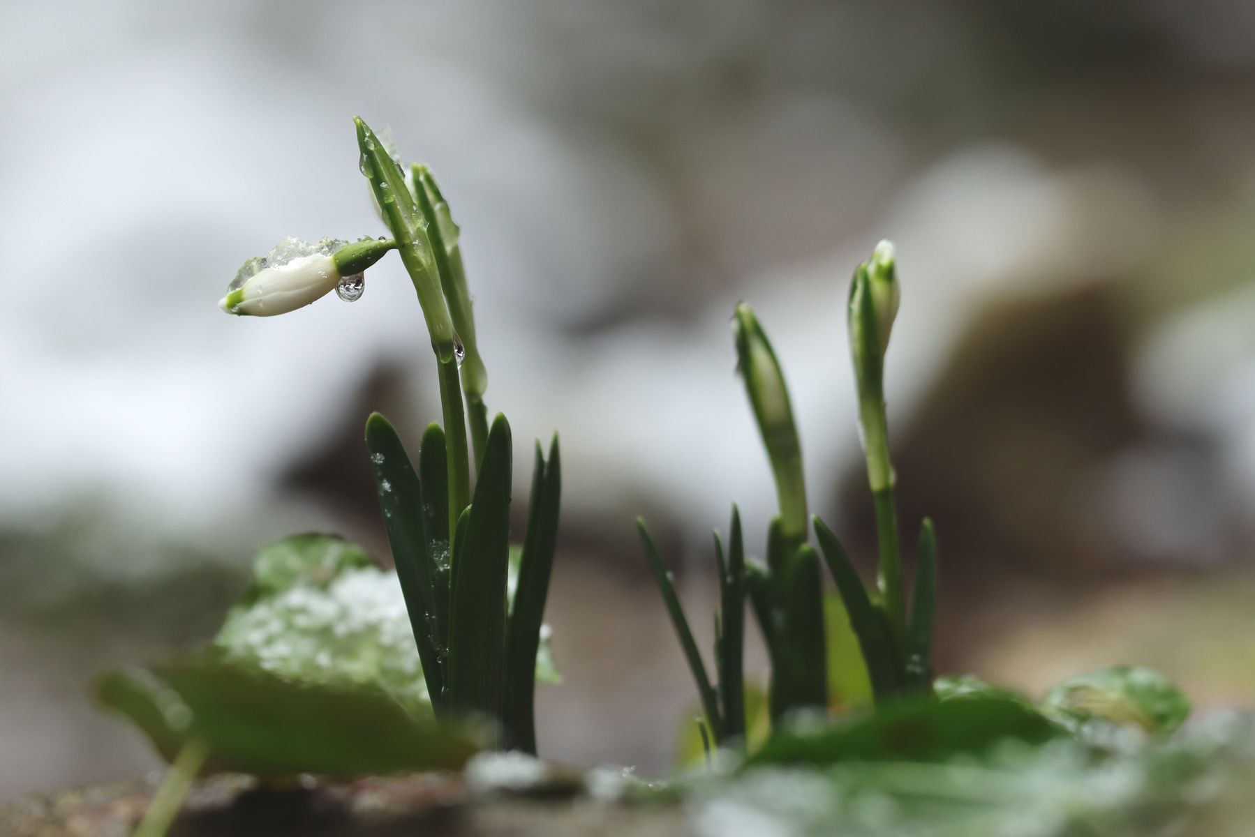 Vorfrühlingsboten