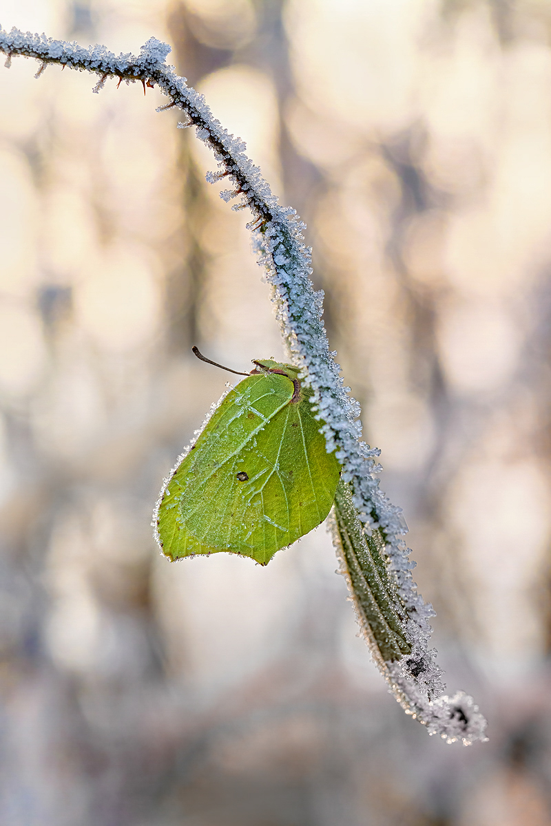 Im frostigen Wald