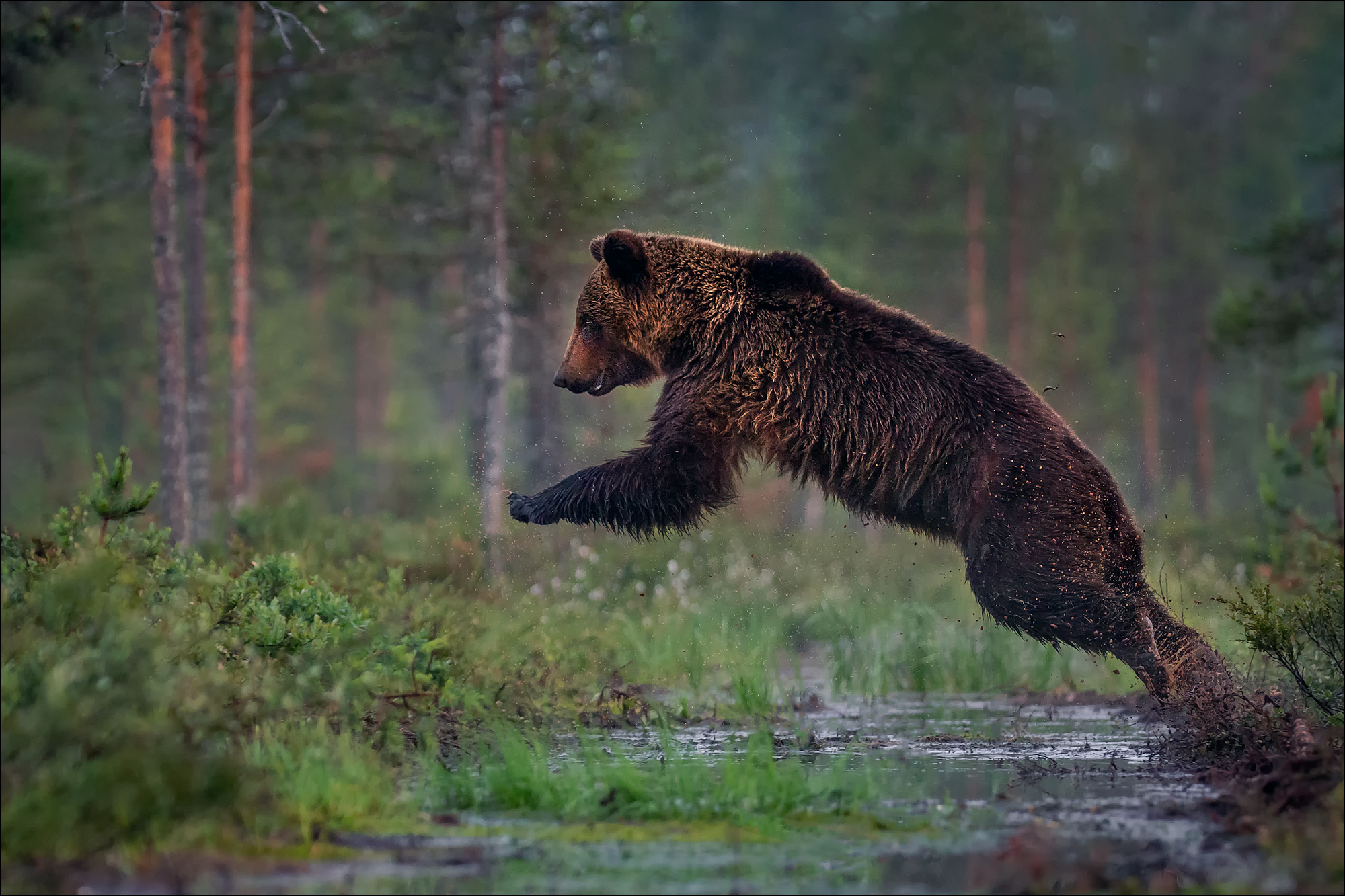 Braunbär