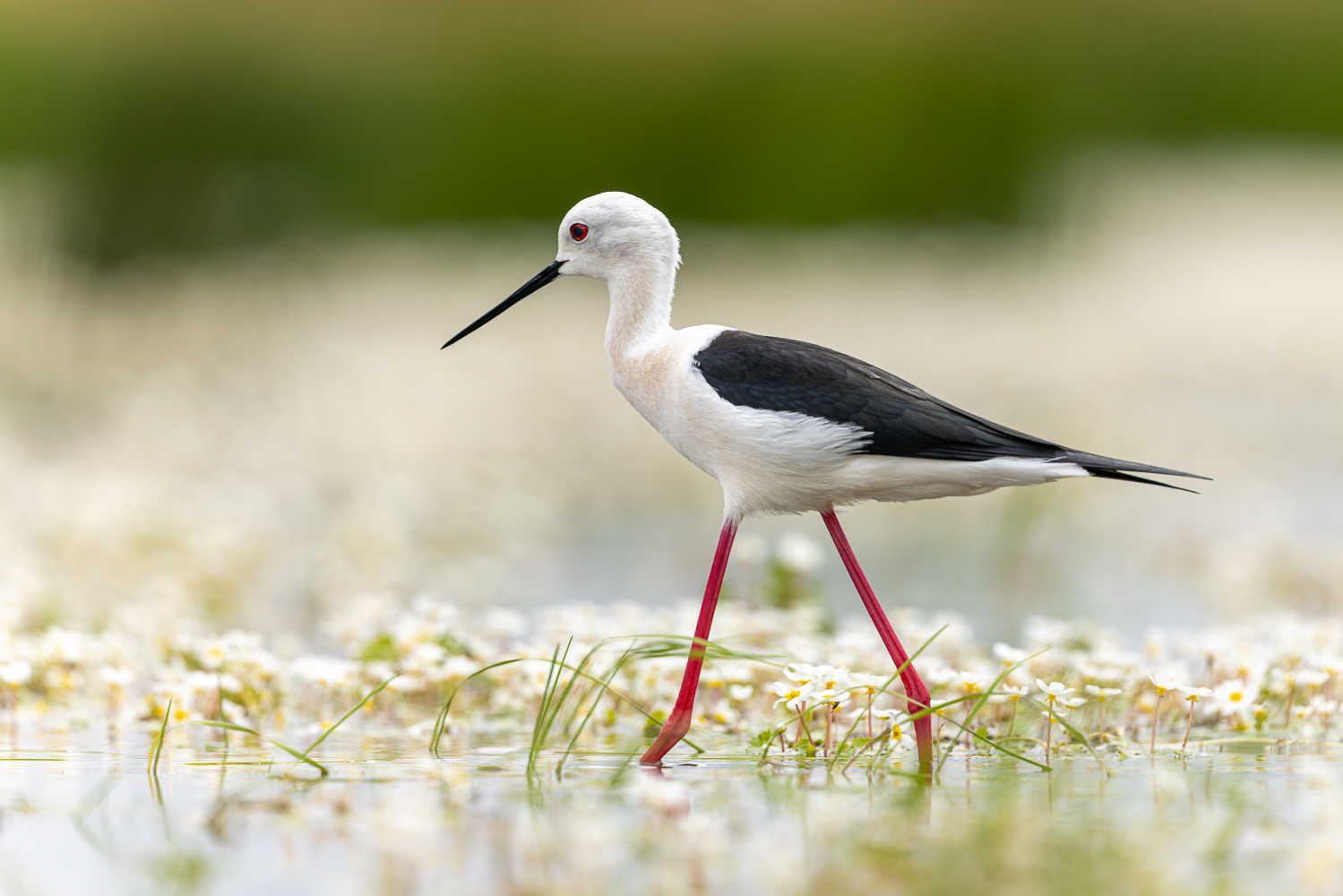 Graziler Watvogel
