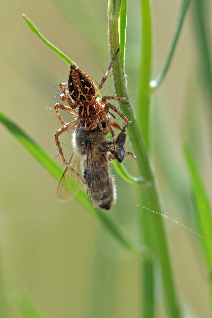 Spinne mit Beute