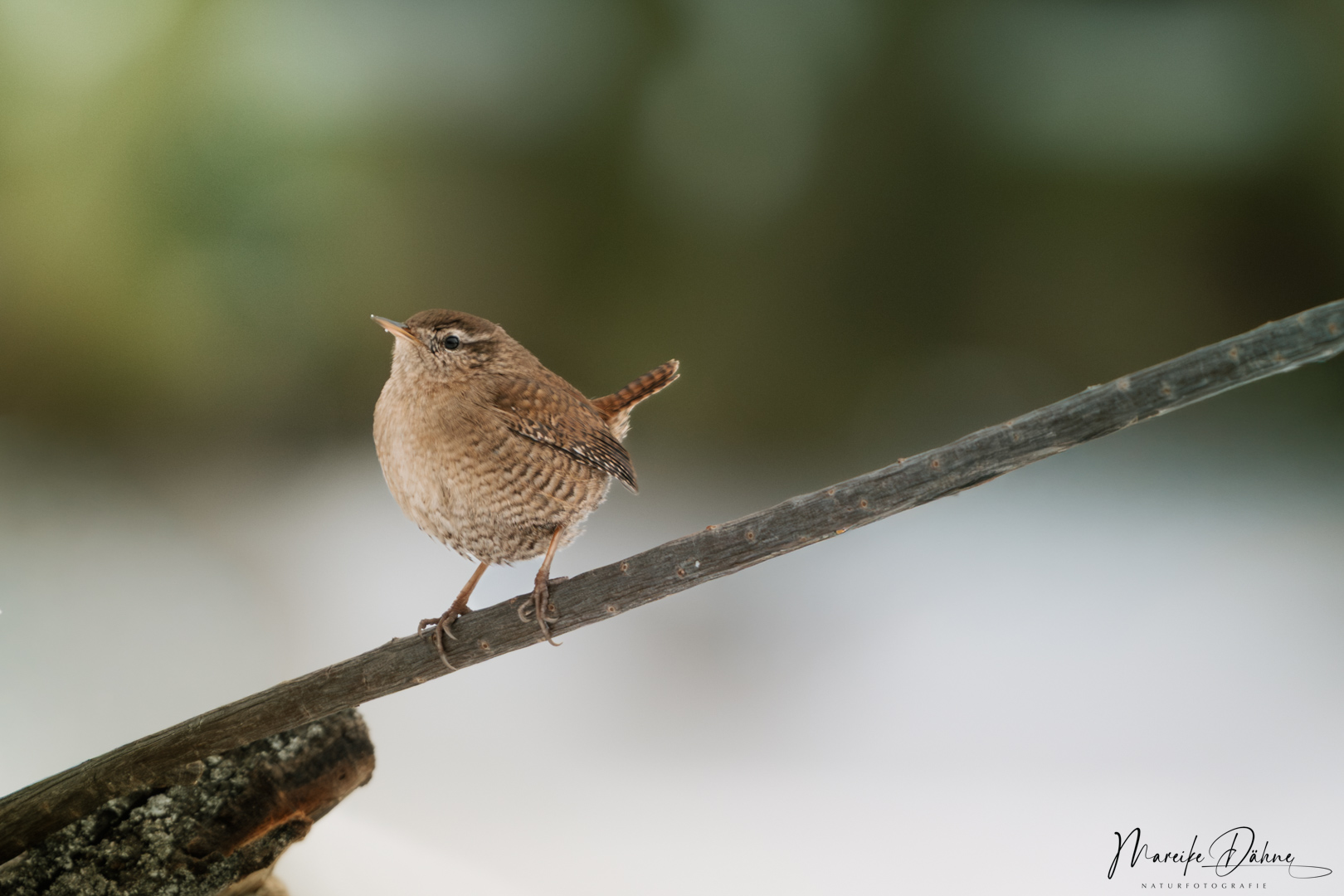 Stimmgewaltiger Winzling