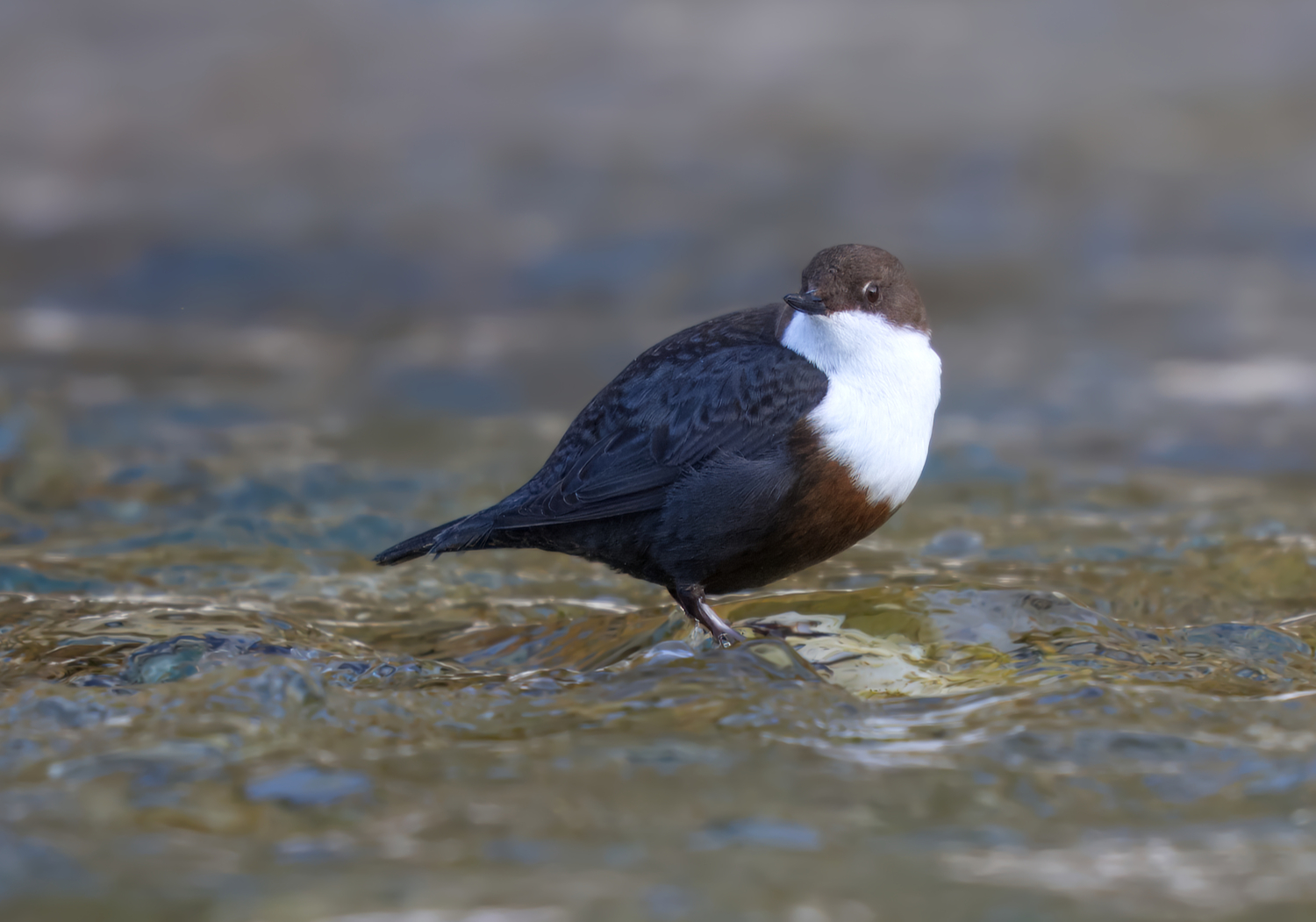 Wasseramsel