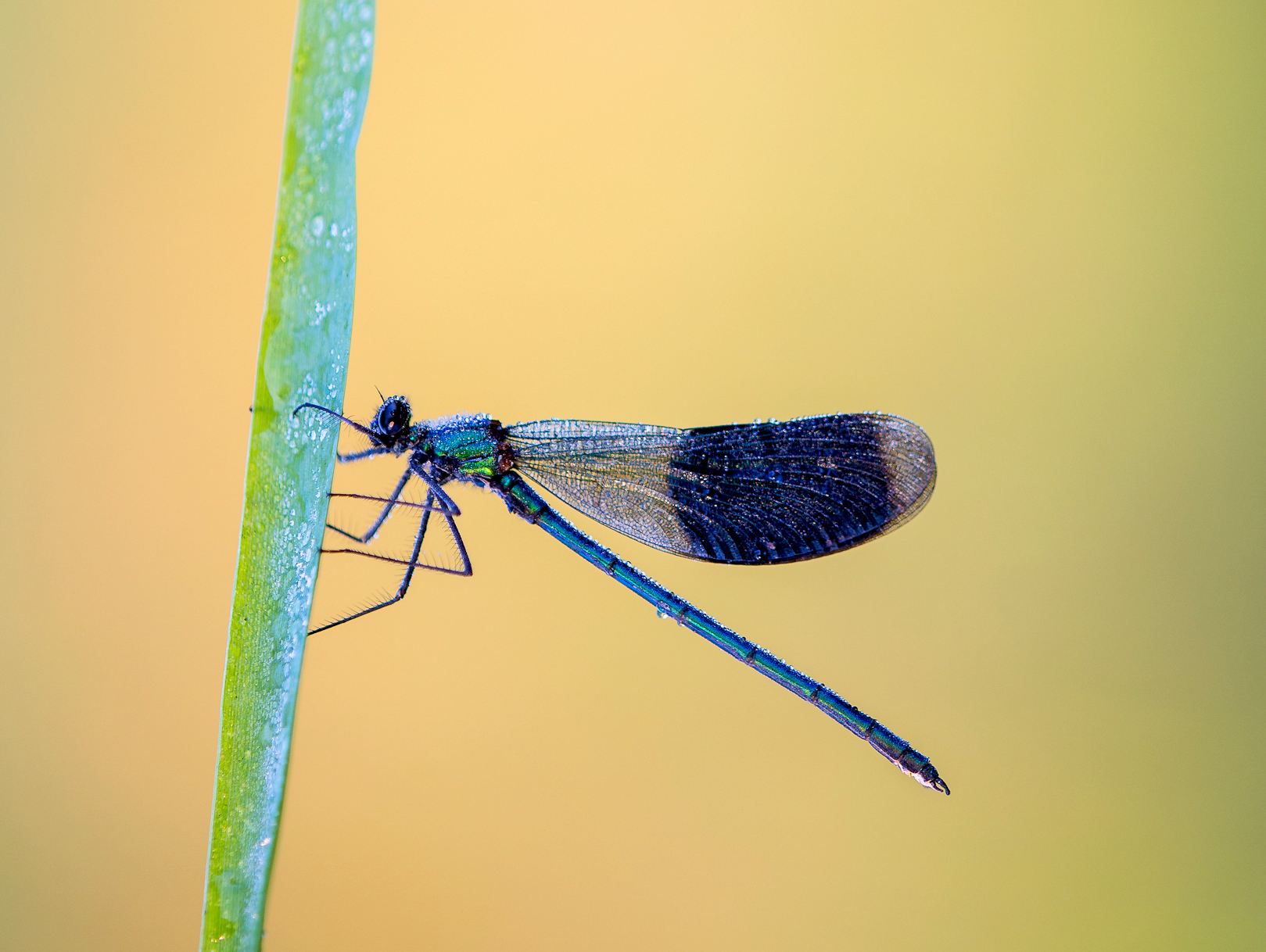 Prachtlibelle