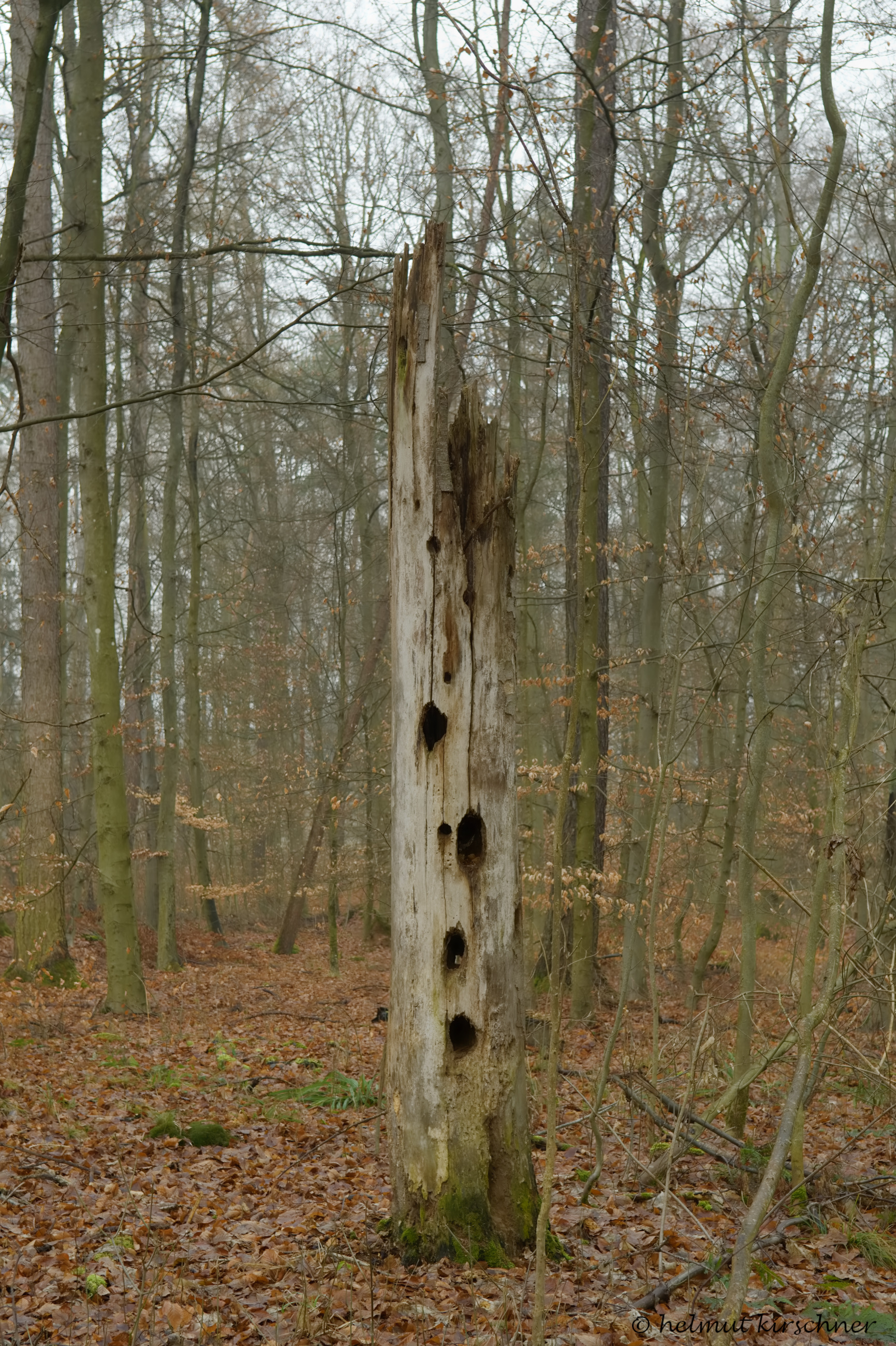 Baumruine