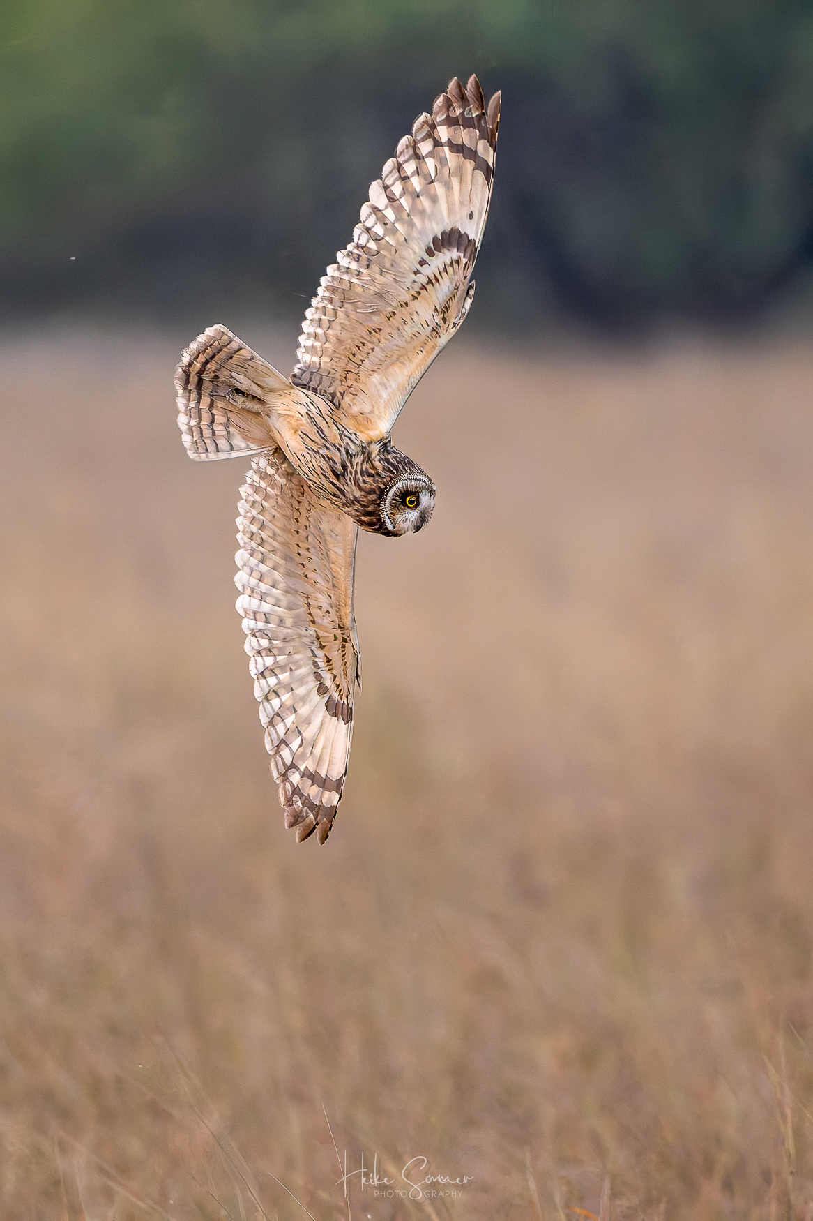 Beeindruckendes Jagdmanöver