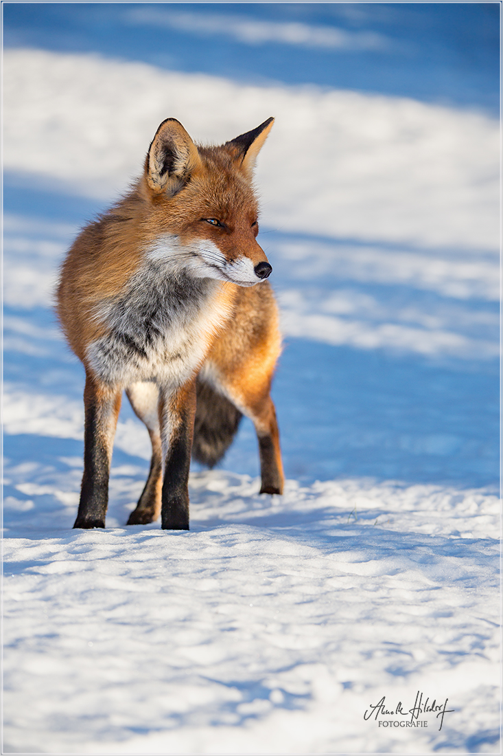 Fuchs im Schnee