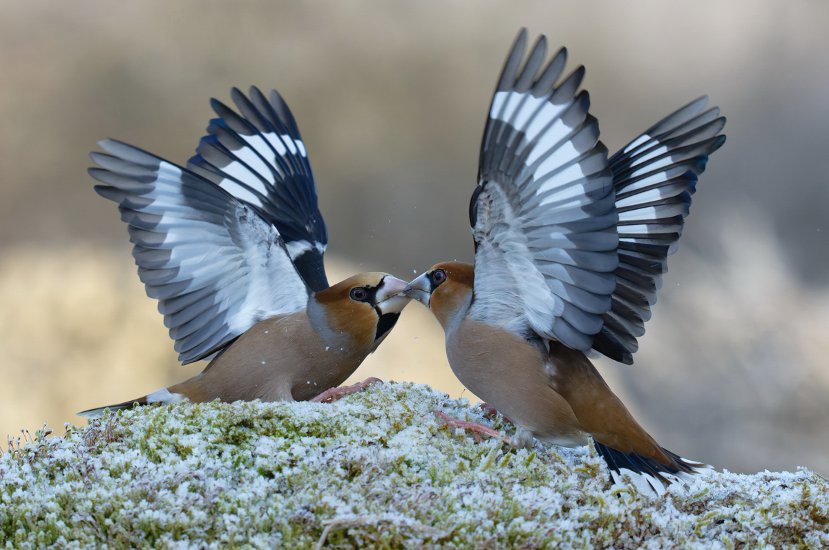 Streitgespräch.....