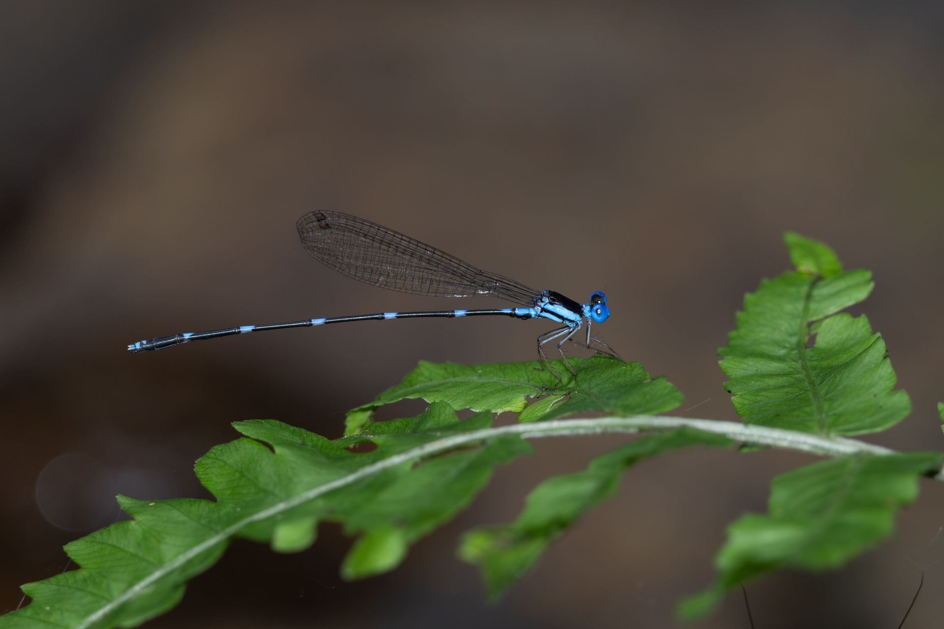 Risiocnemis pulchra