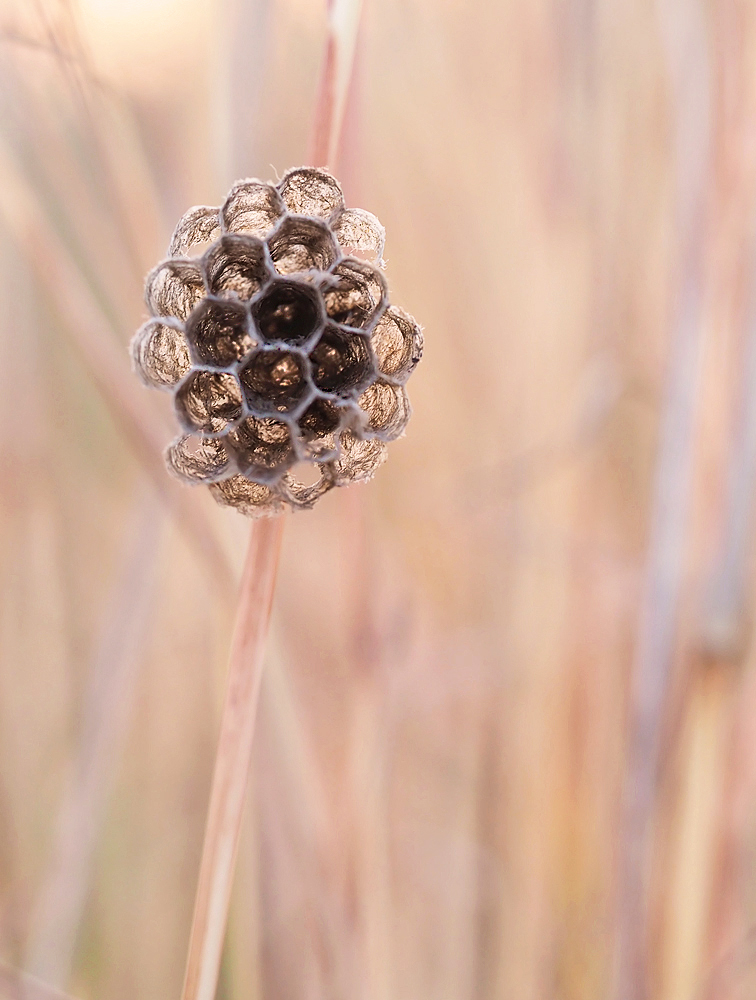 Verlassenes Feldwespennest