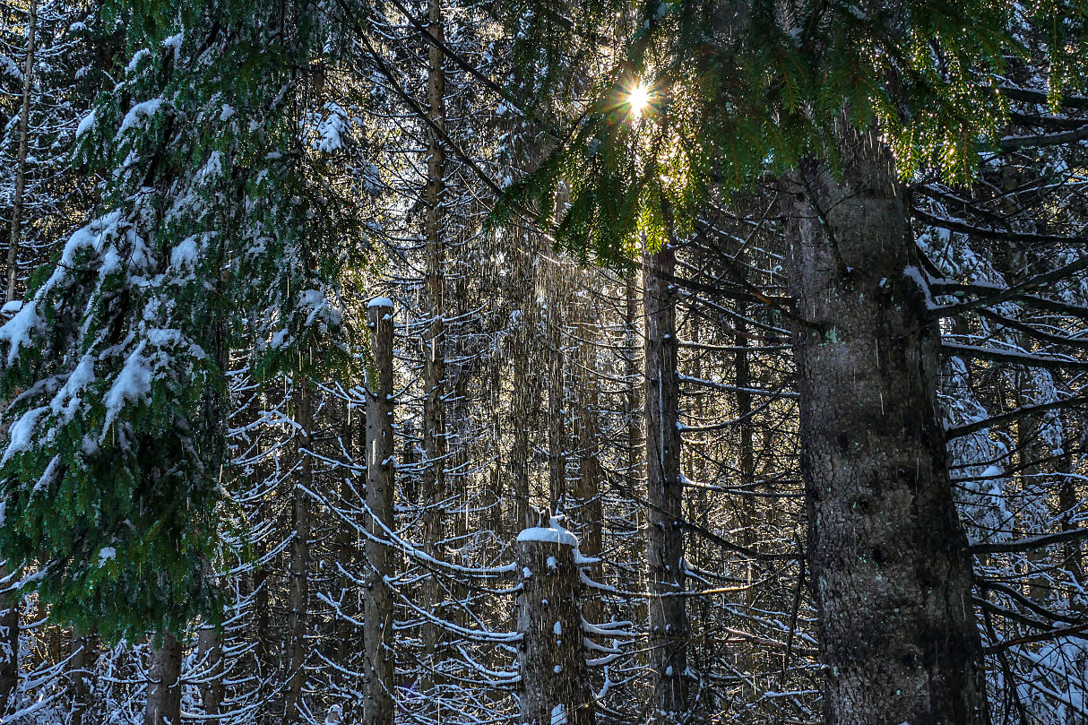 Sonnenschein und Regen