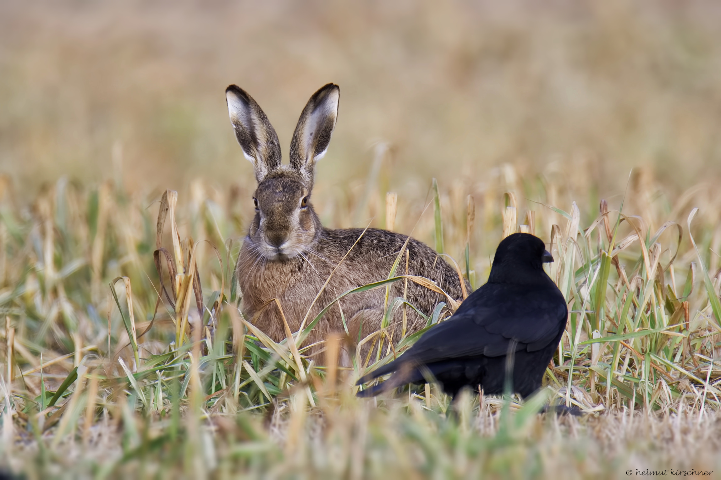 Mein Name ist Hase und wer bist Du?