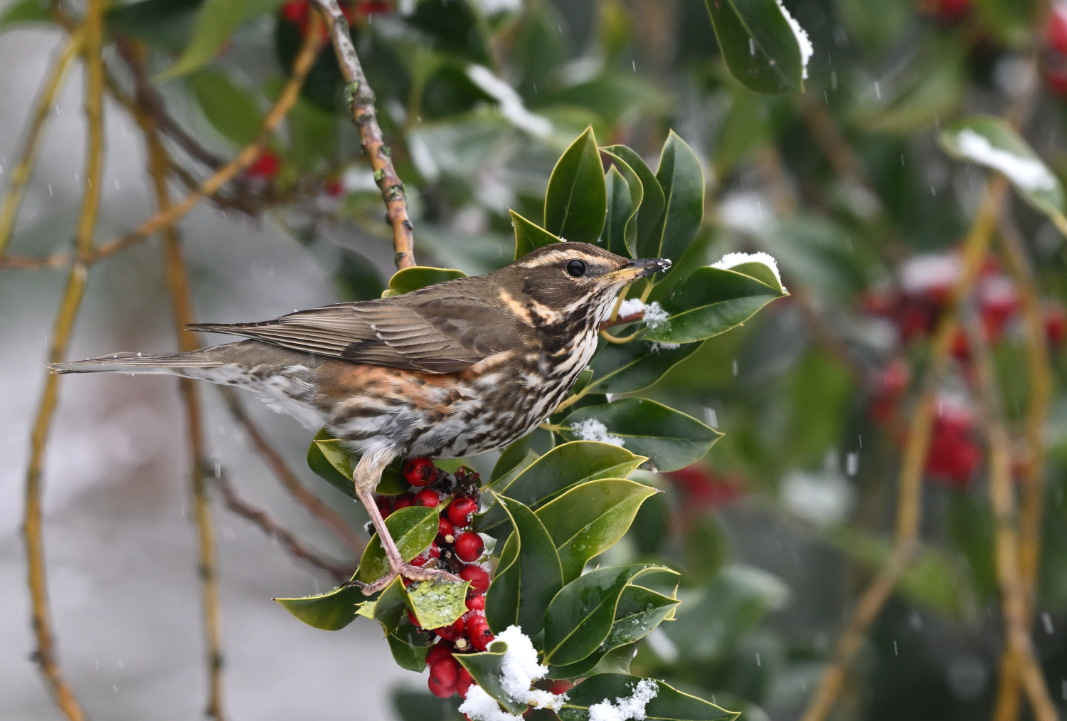 Wintergäste