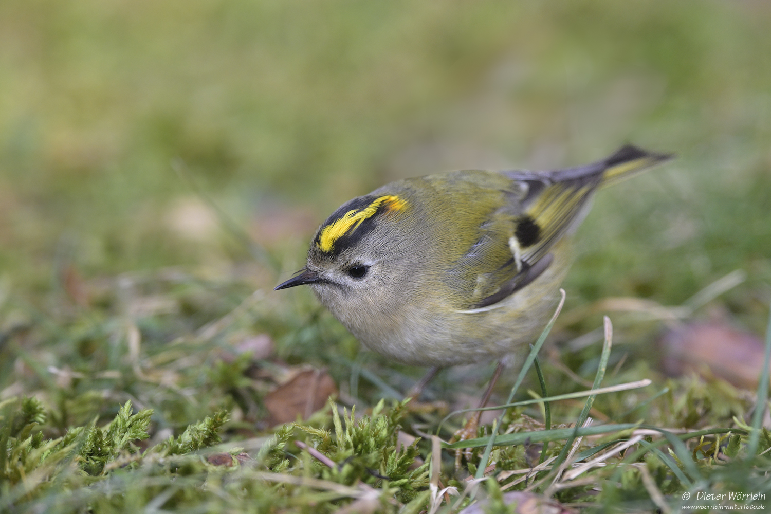 Wintergoldhähnchen