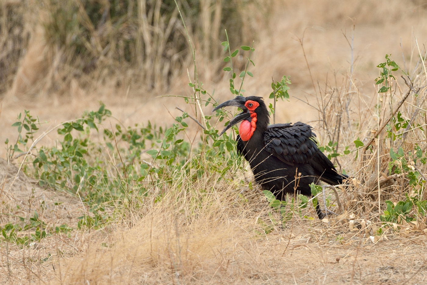 Südlicher Hornrabe (Kaffernhornrabe)